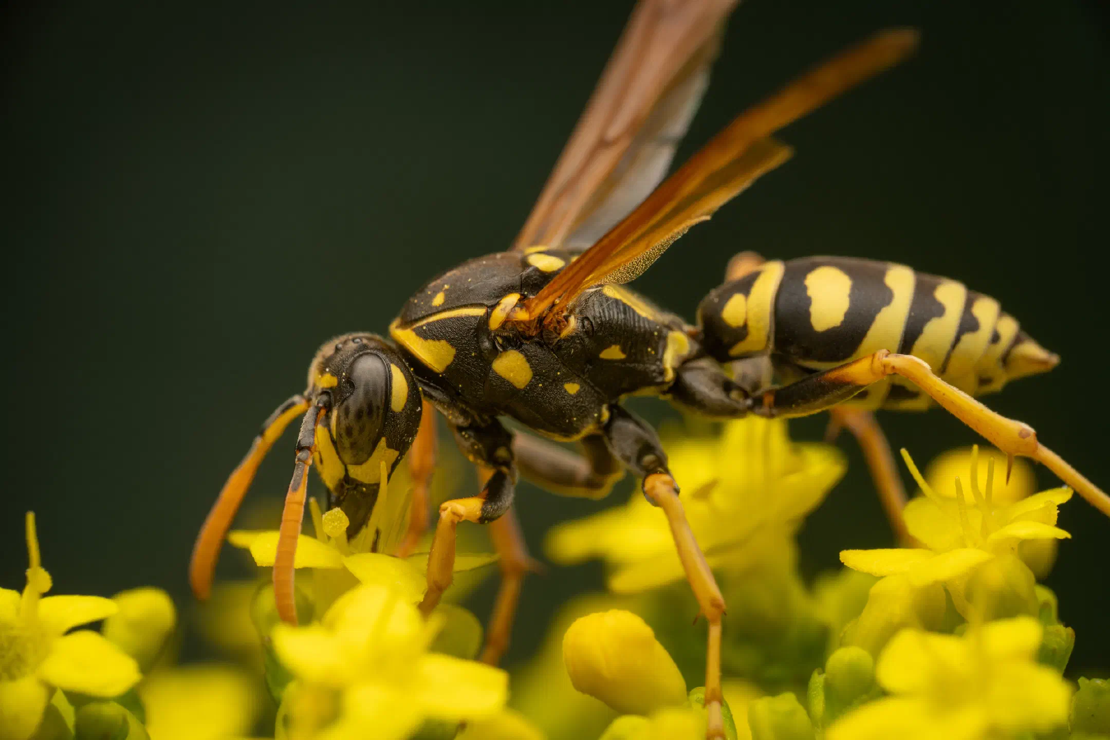 European Paper Wasp | European Paper Wasp