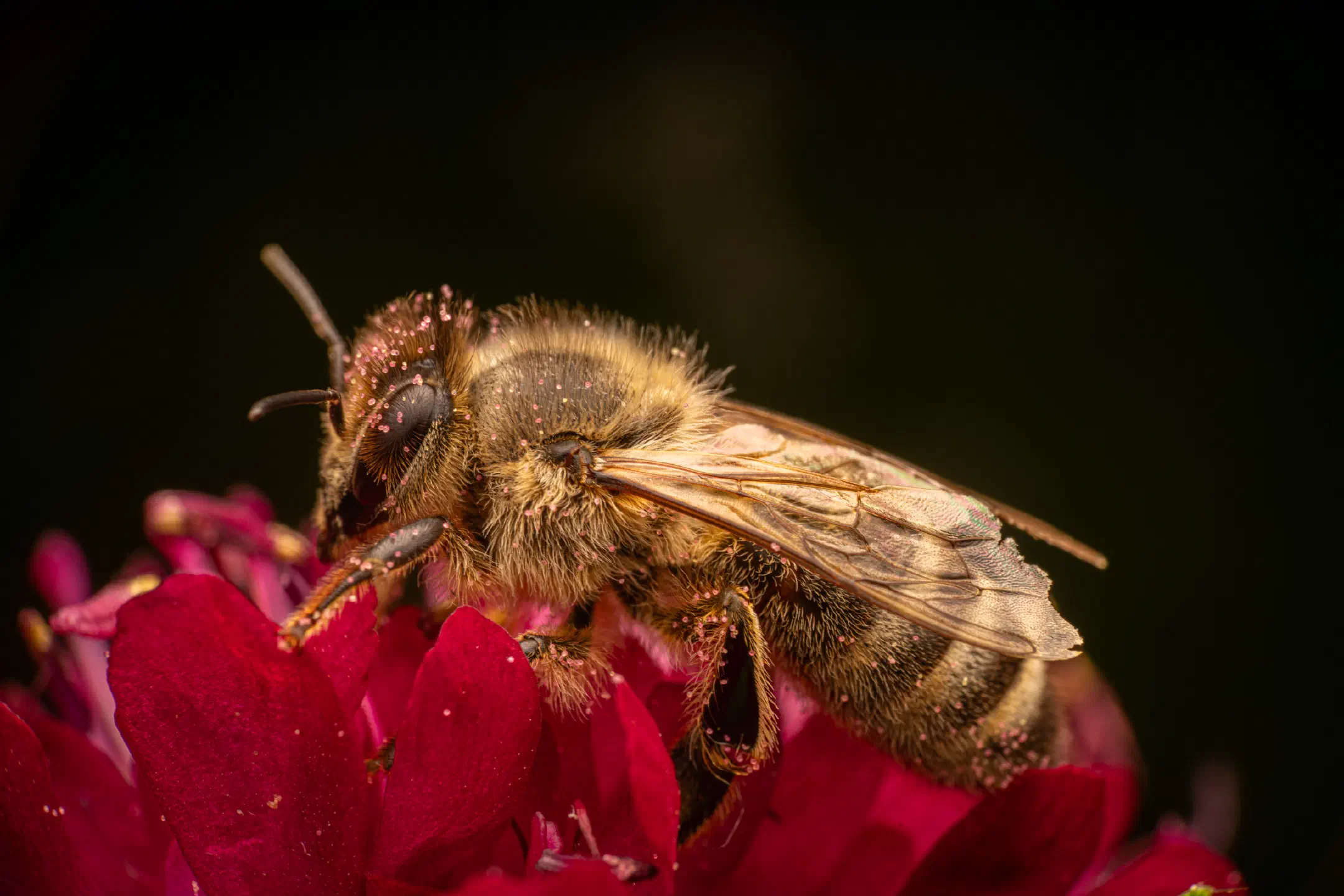 Western Honey Bee | Western Honey Bee