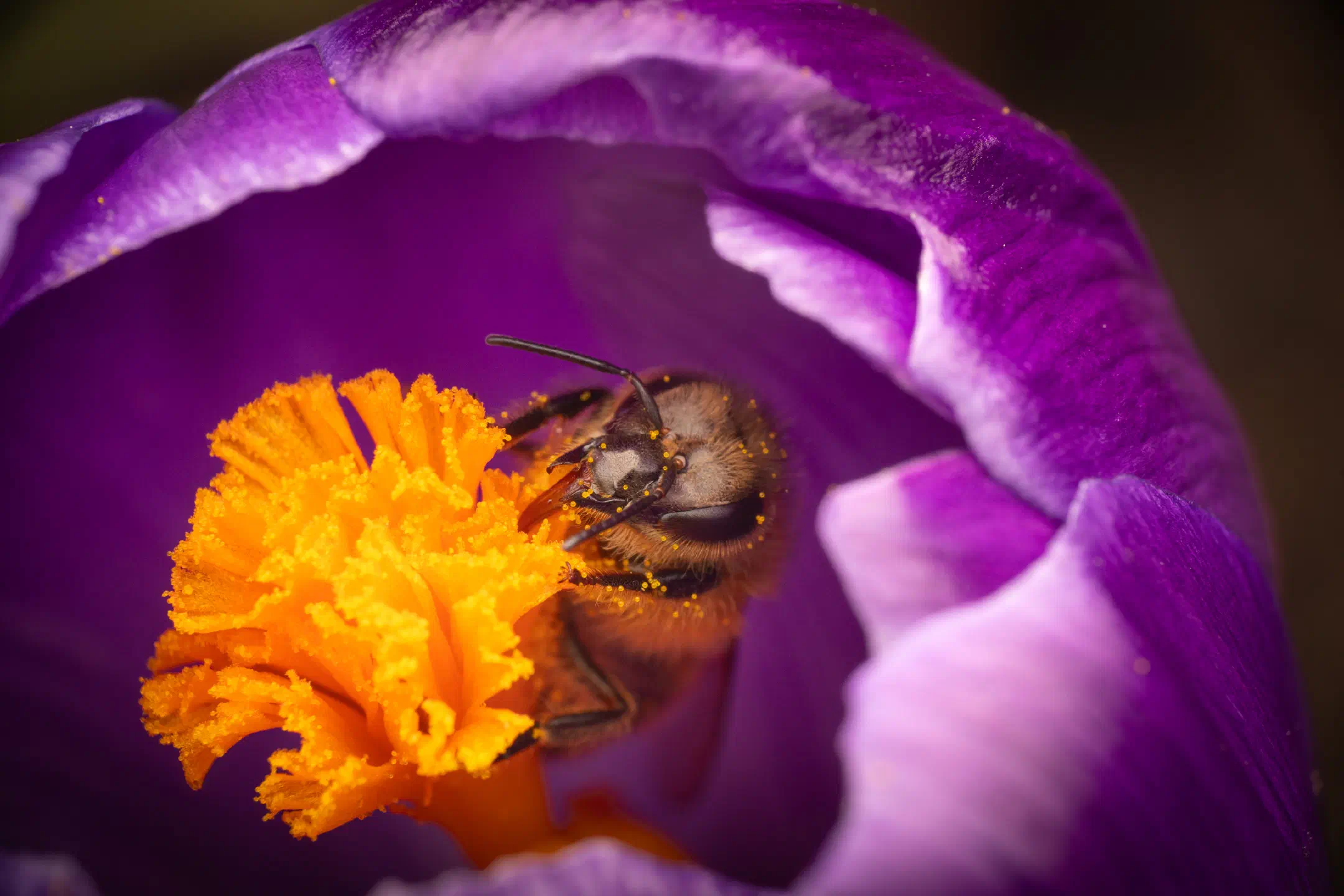 Western Honey Bee | Western Honey Bee