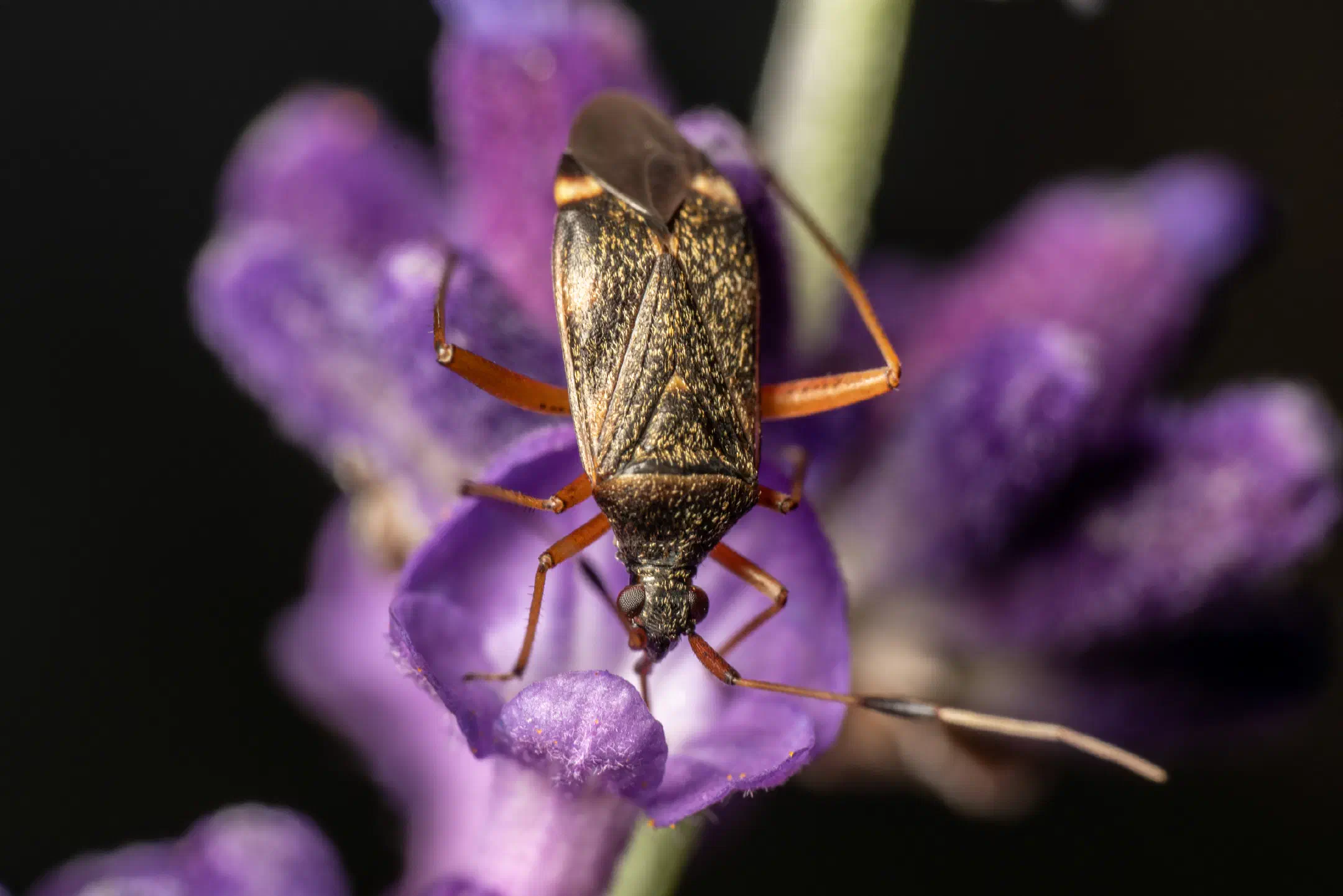 Closterotomus biclavatus | Closterotomus biclavatus