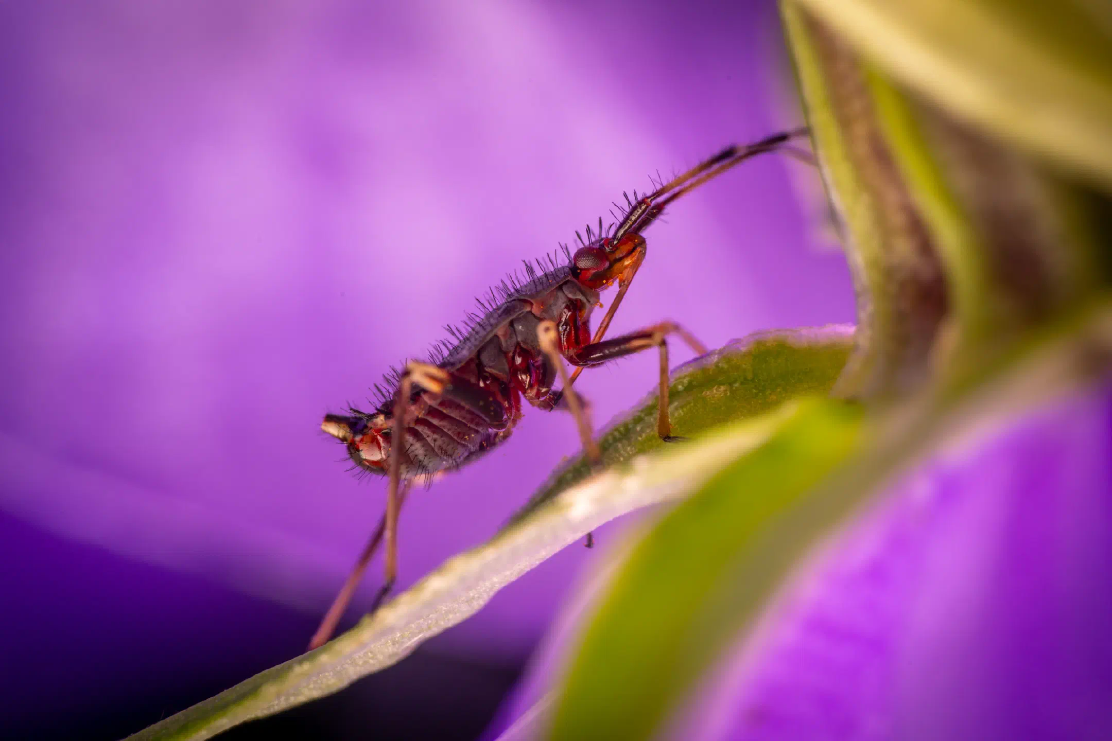 Red-spotted Plant Bug | Red-spotted Plant Bug
