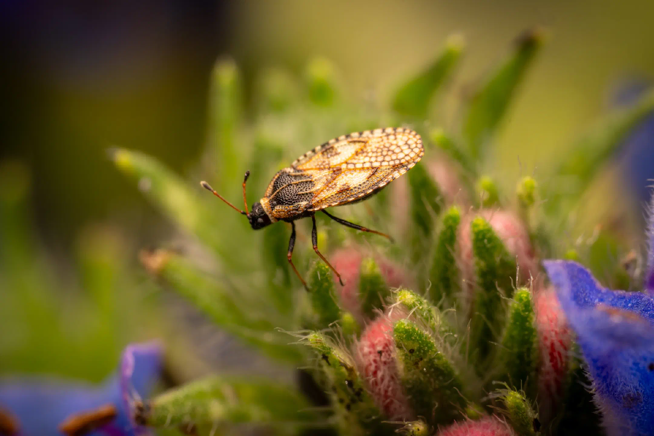Bugloss Lace Bug | Bugloss Lace Bug