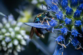 Ruby-tailed Cuckoo Wasps