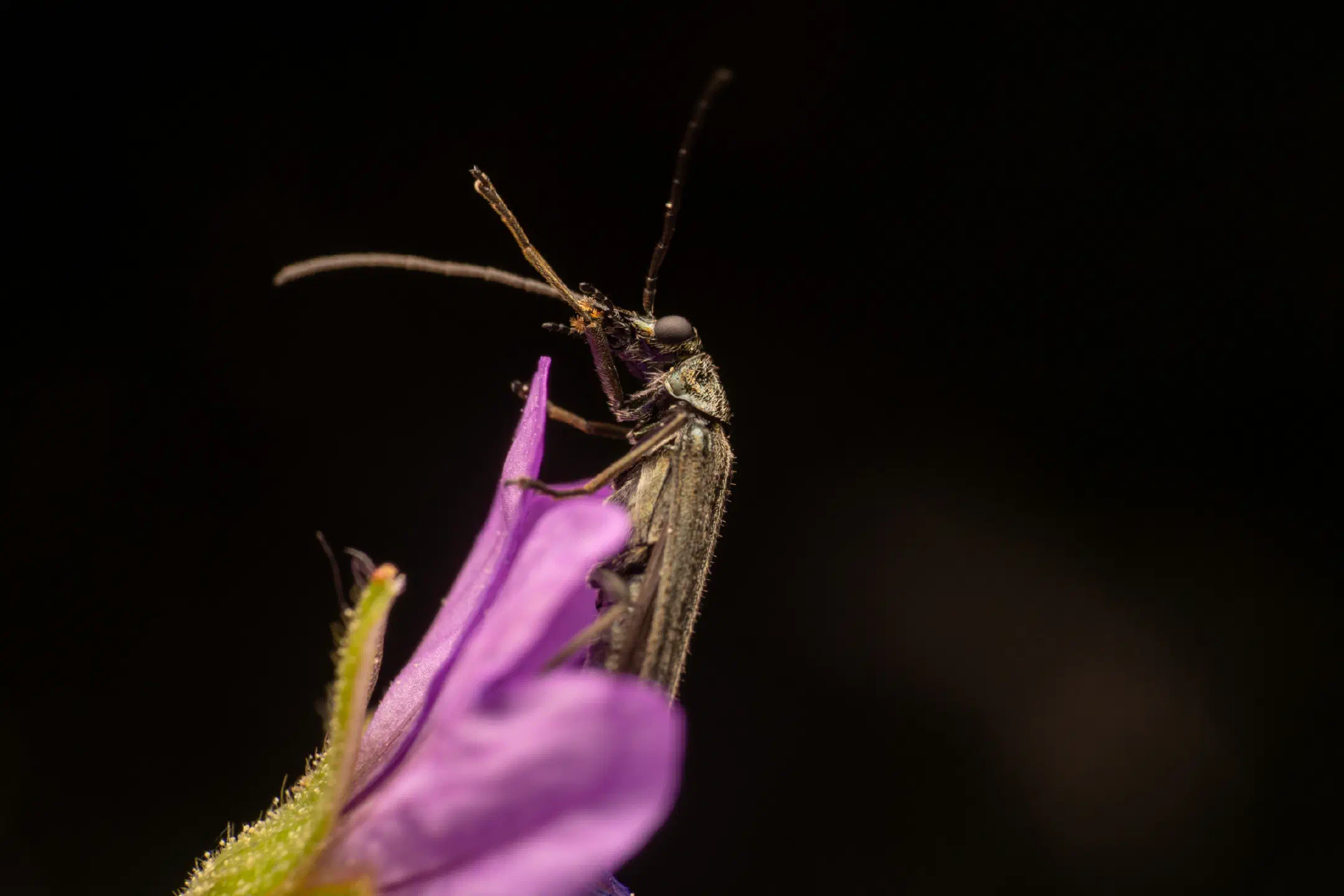 Greenish Oedemera