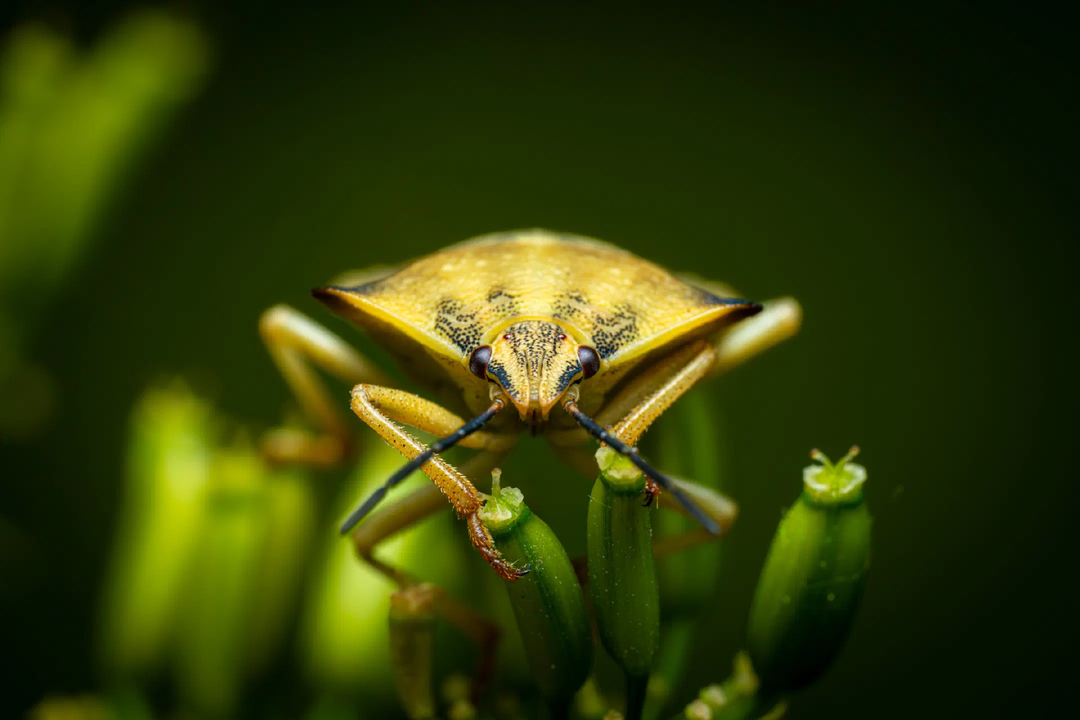 northern fruit bug | northern fruit bug