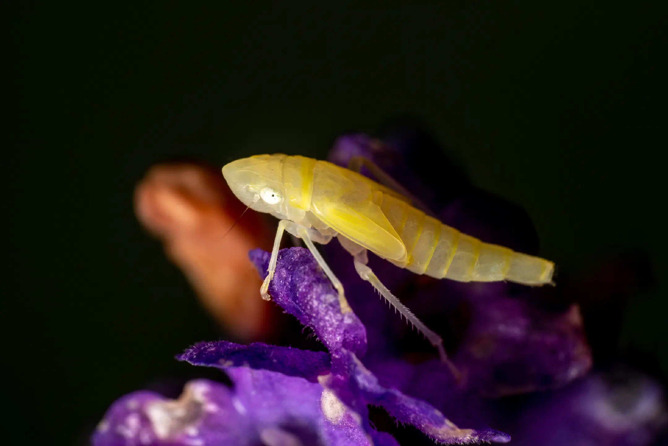 Synophropsis lauri