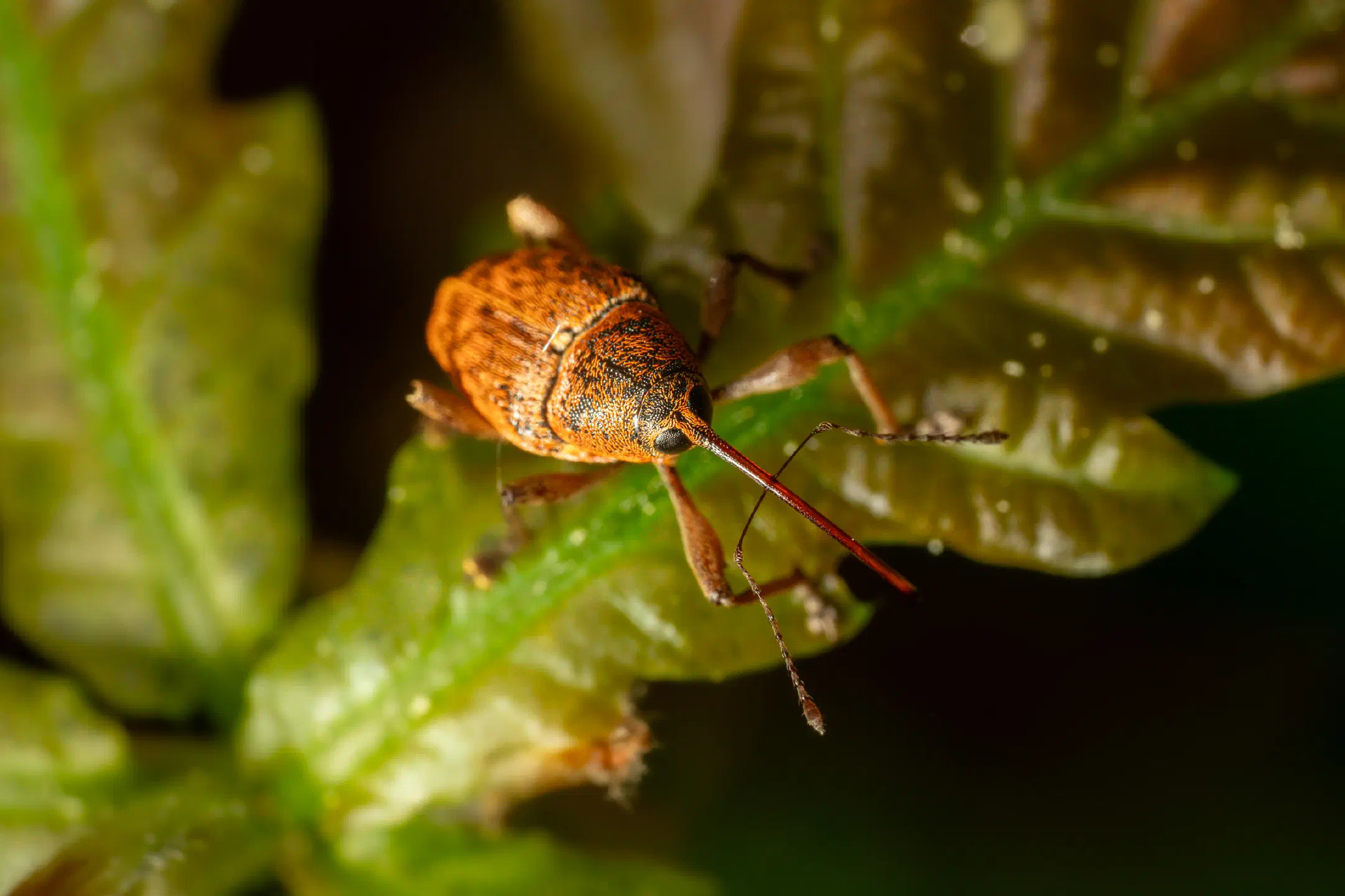 Nut Weevil
