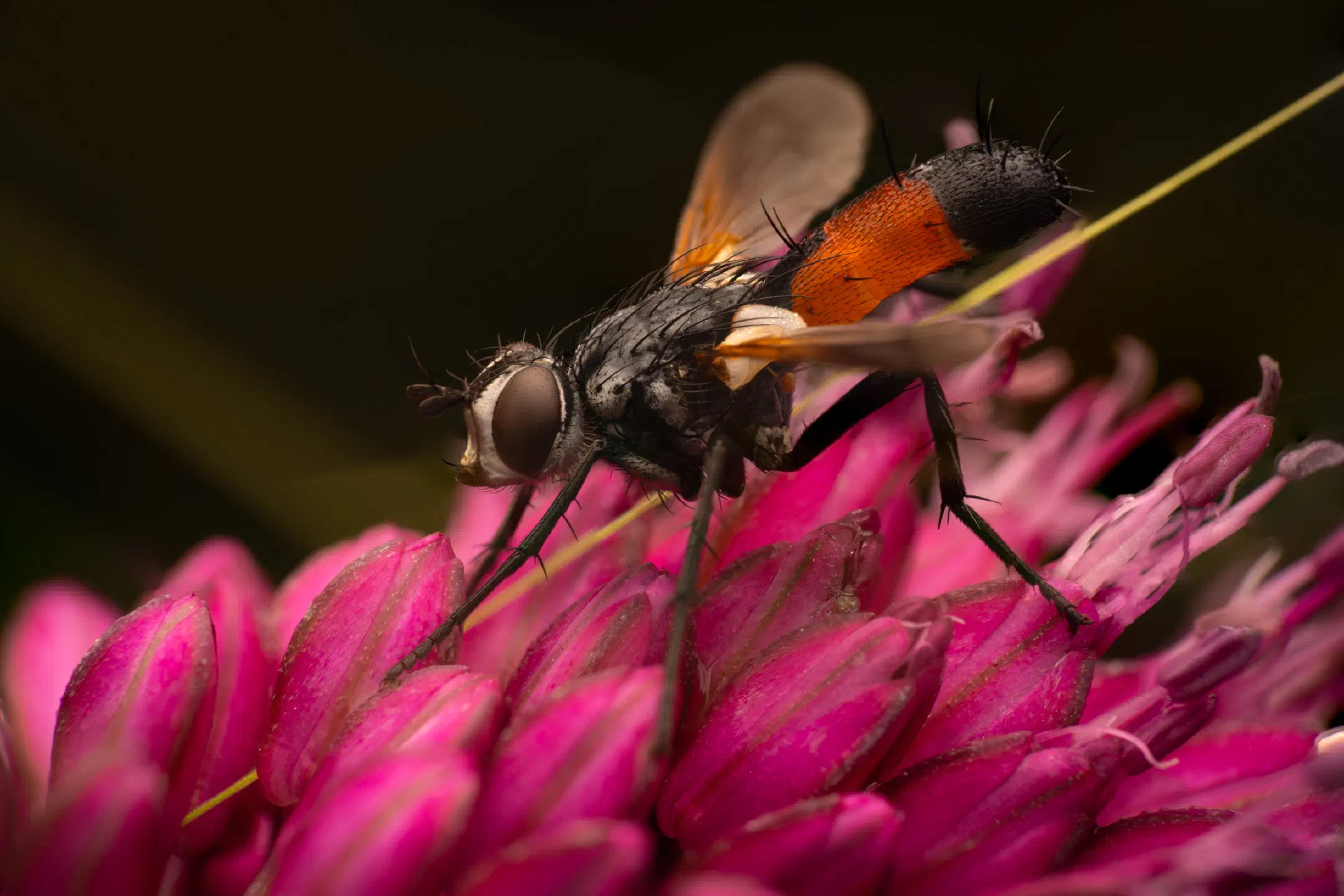 Cylindromyia brassicaria | Cylindromyia brassicaria