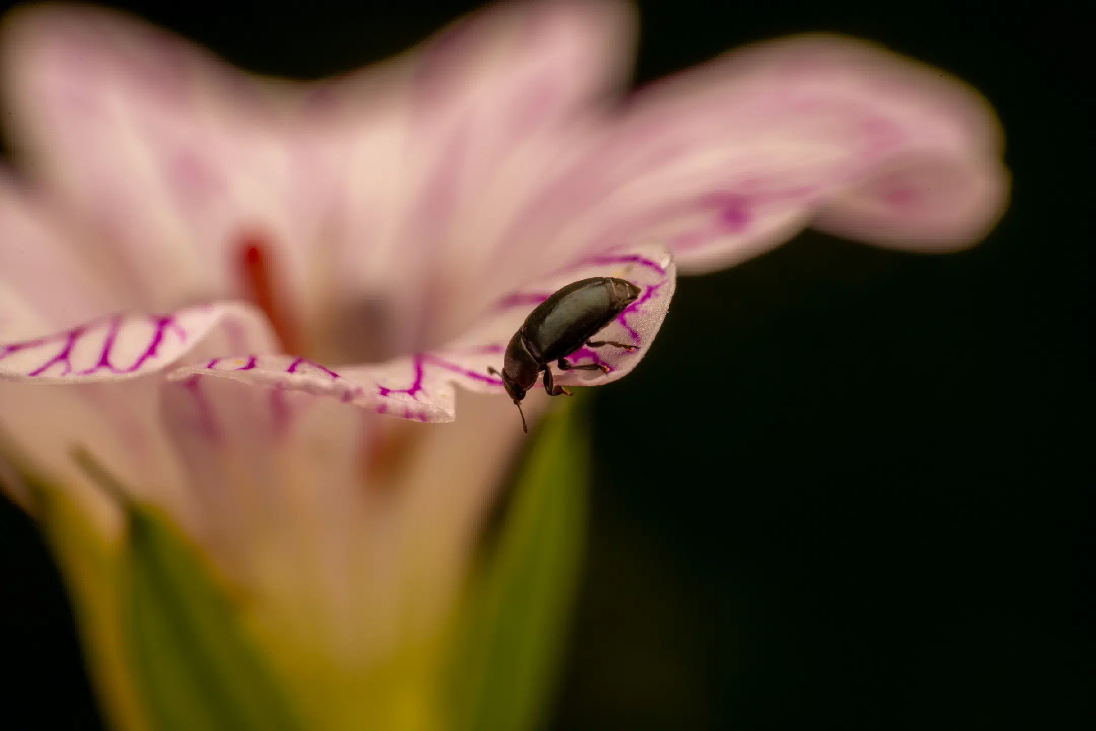 Common Pollen Beetle | Common Pollen Beetle