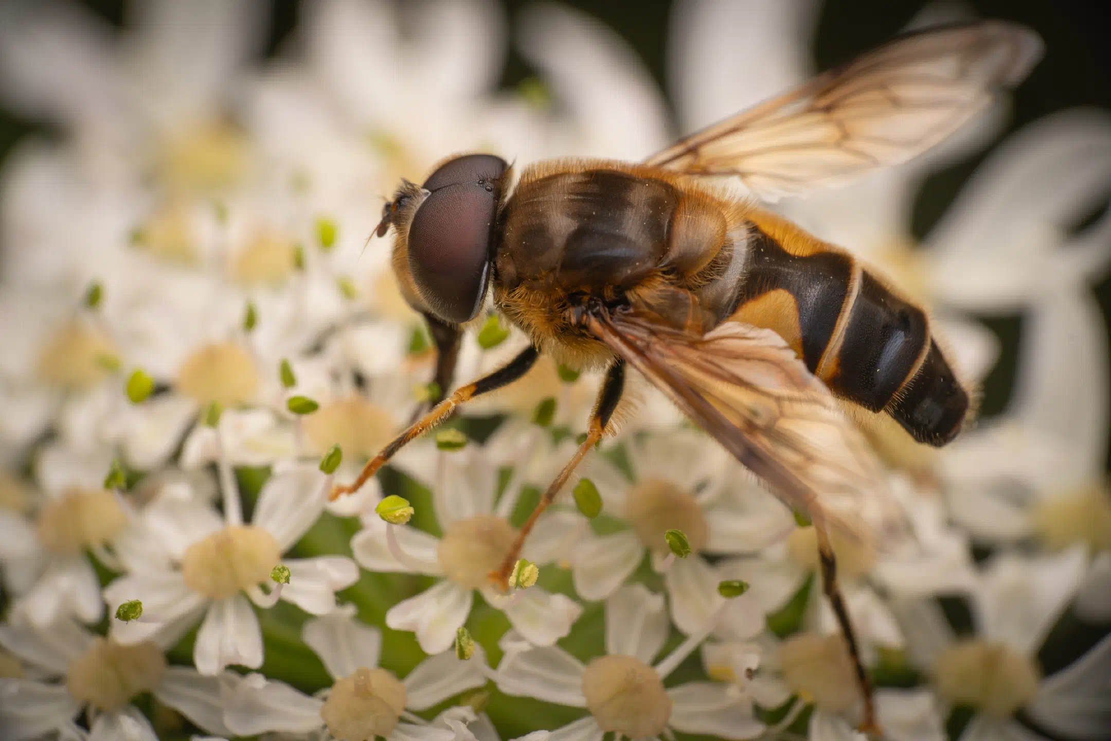 Tapered Drone Fly | Tapered Drone Fly