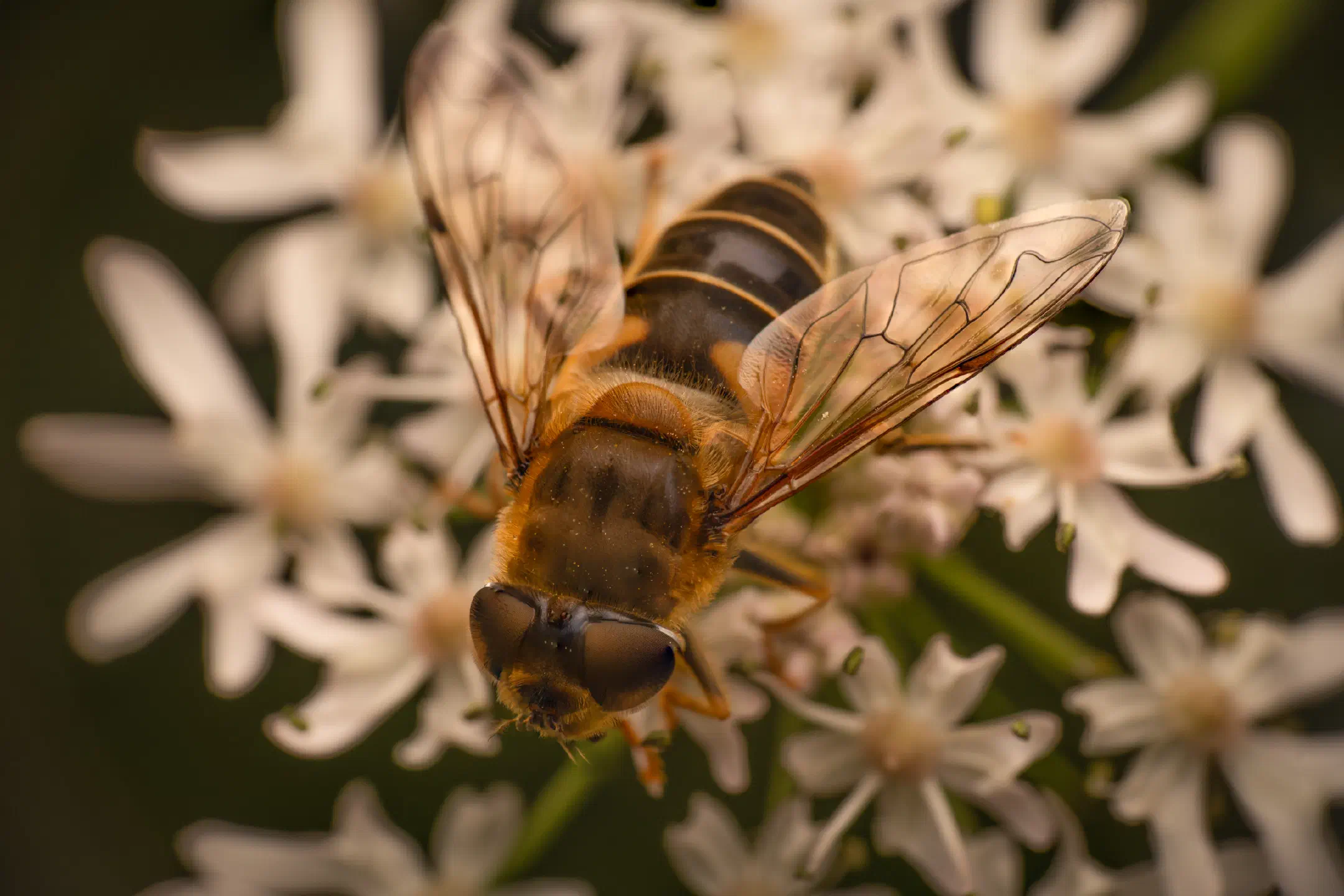 Tapered Drone Fly | Tapered Drone Fly