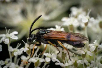 Arge cyanocrocea