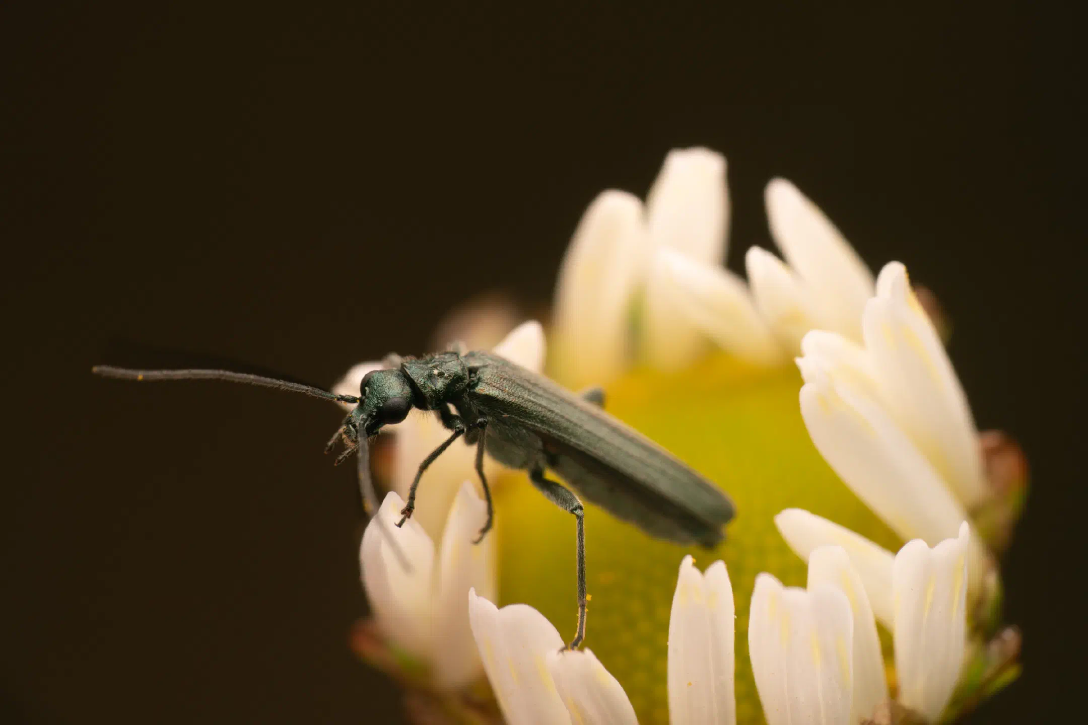 Greenish Oedemera | Greenish Oedemera
