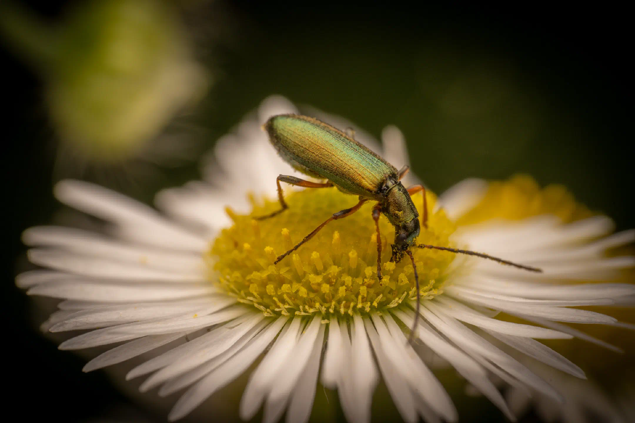 Chrysanthia viridissima | Chrysanthia viridissima