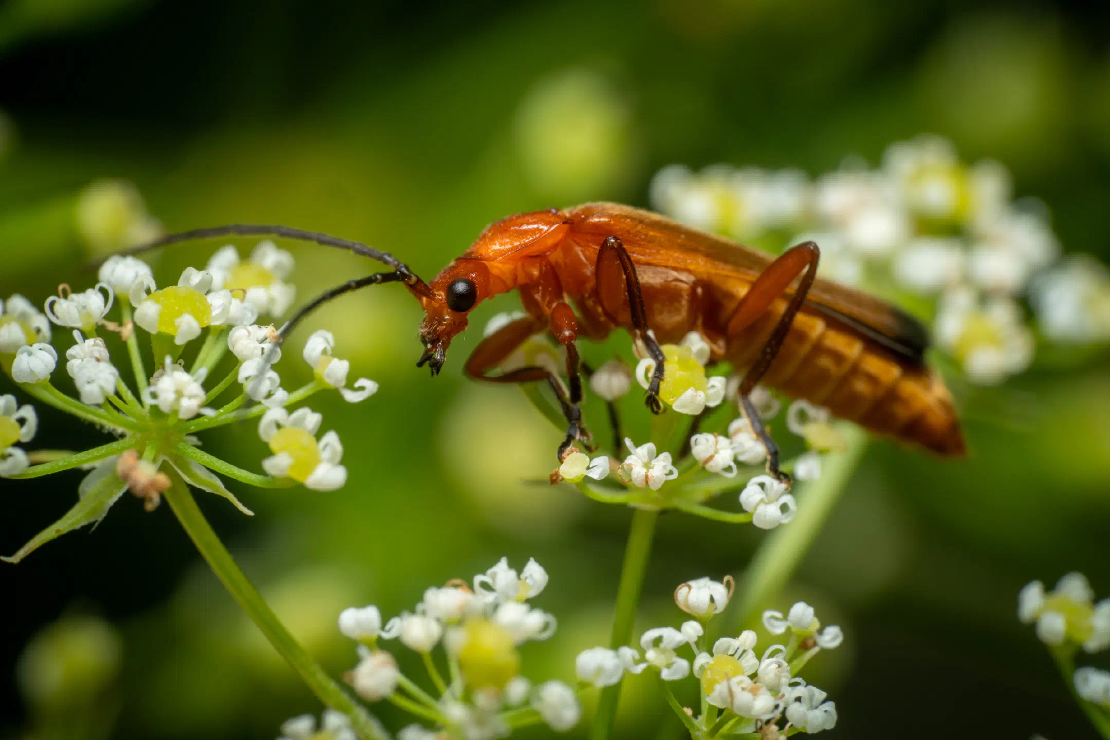 Common Red Soldier Beetle | Common Red Soldier Beetle