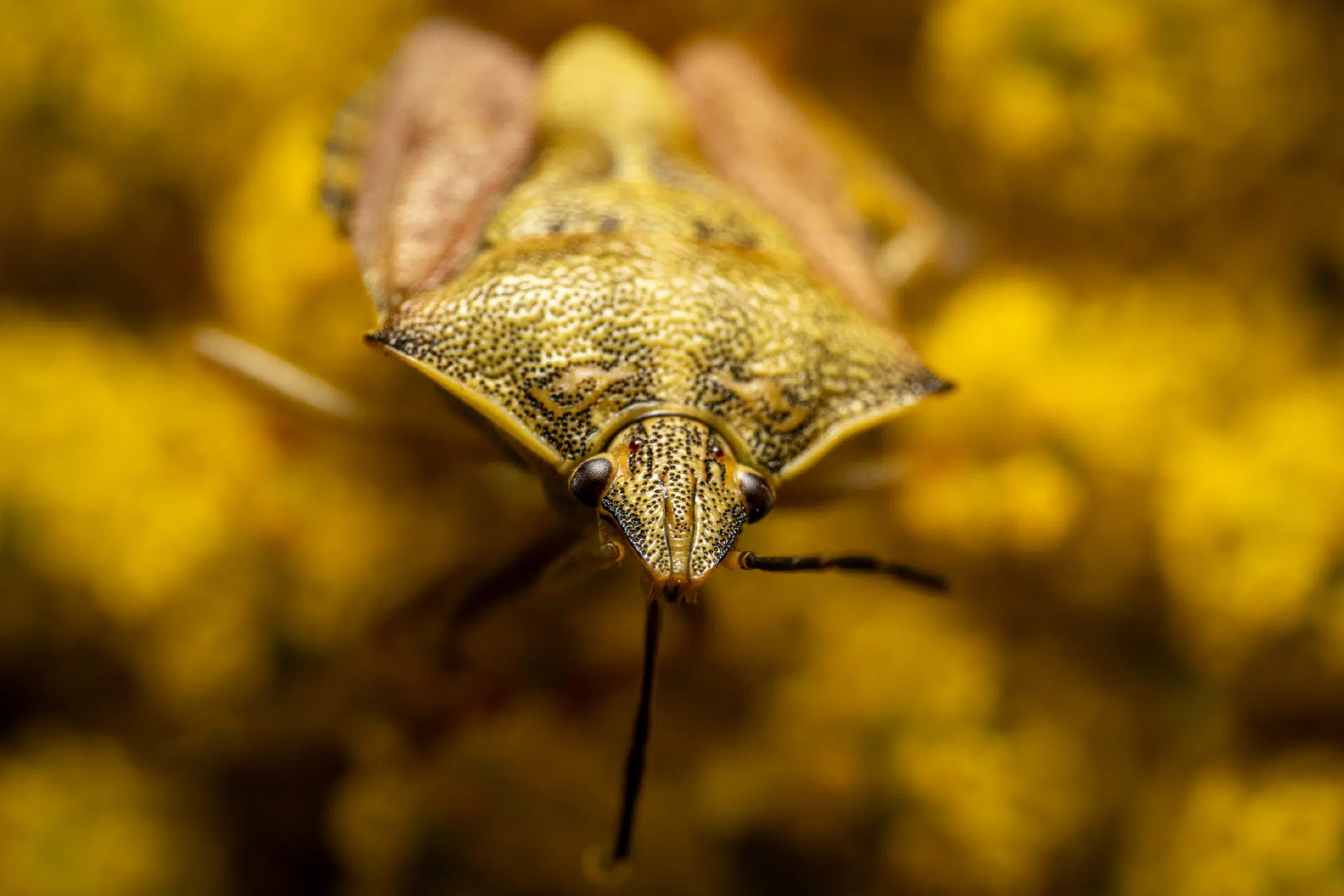 Black-shouldered Shieldbug | Black-shouldered Shieldbug