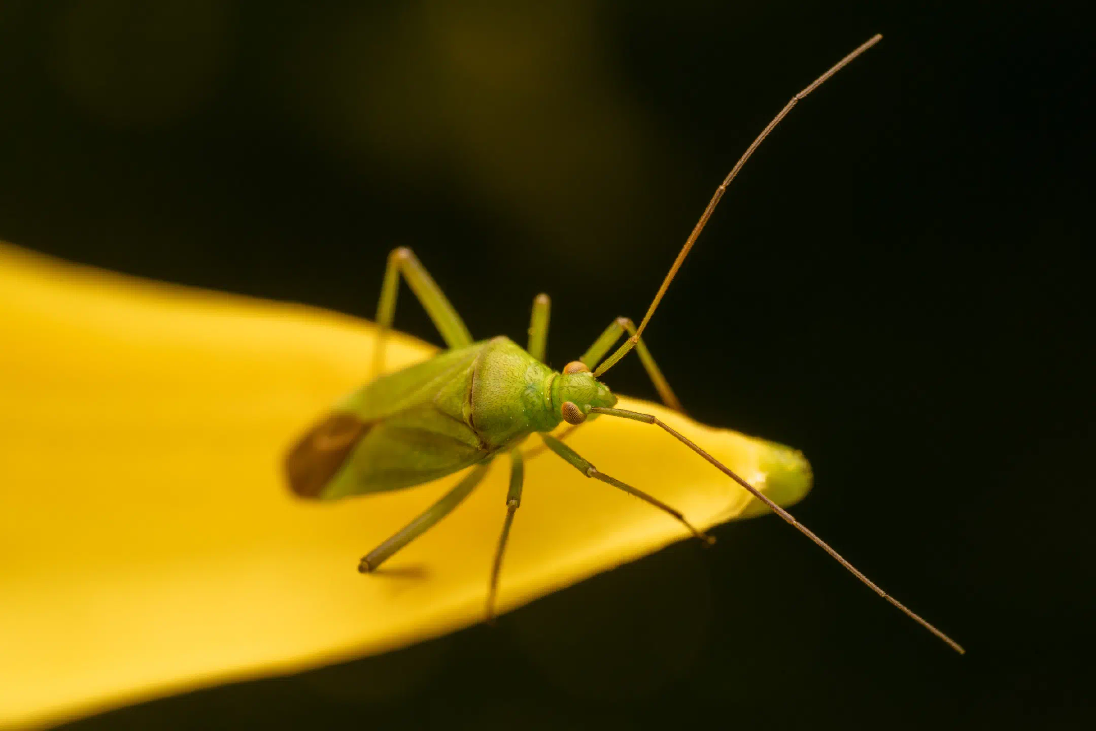 Calocoris affinis | Calocoris affinis
