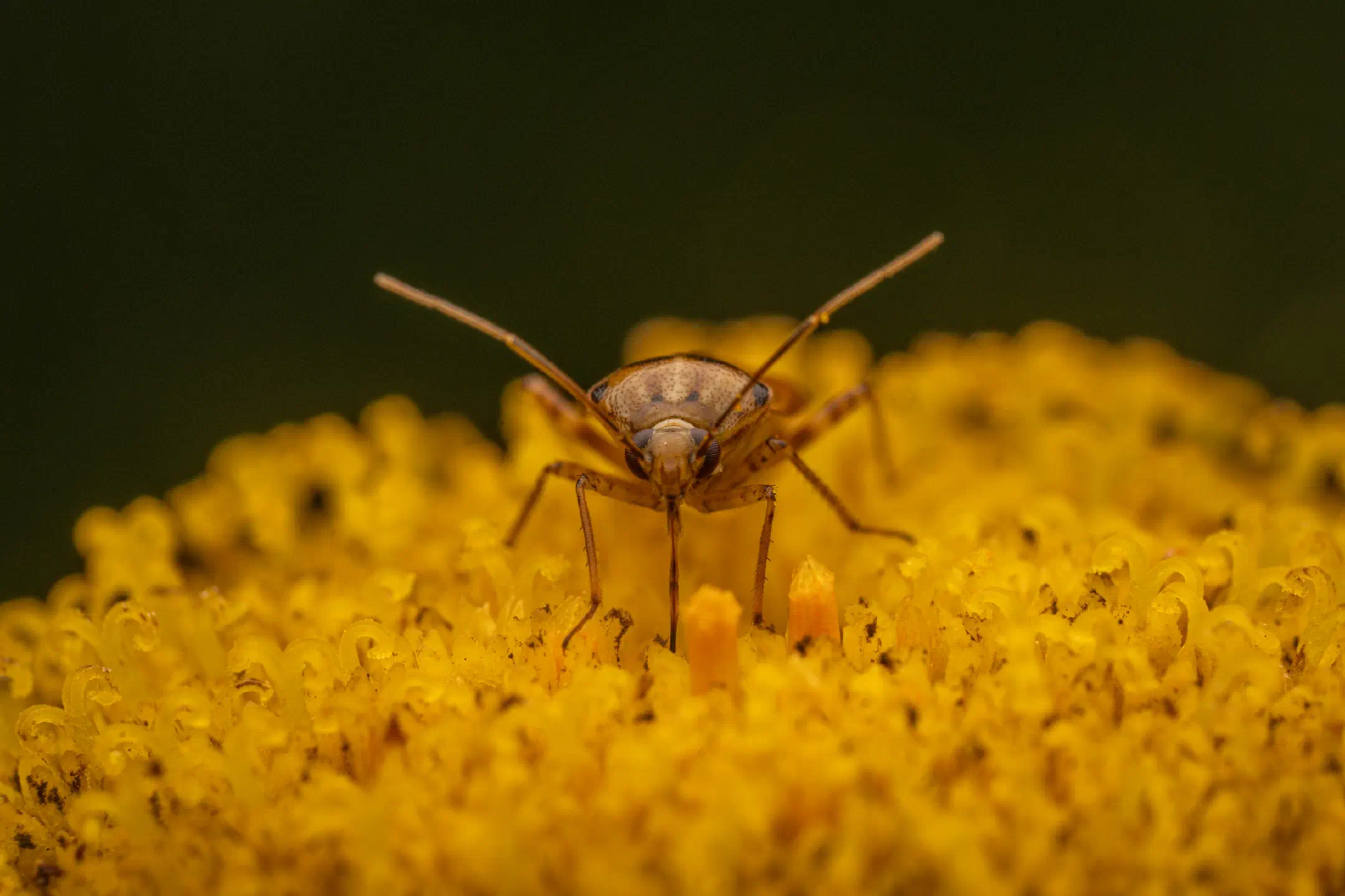 Lygus pratensis | Lygus pratensis