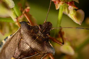 Forest Bug