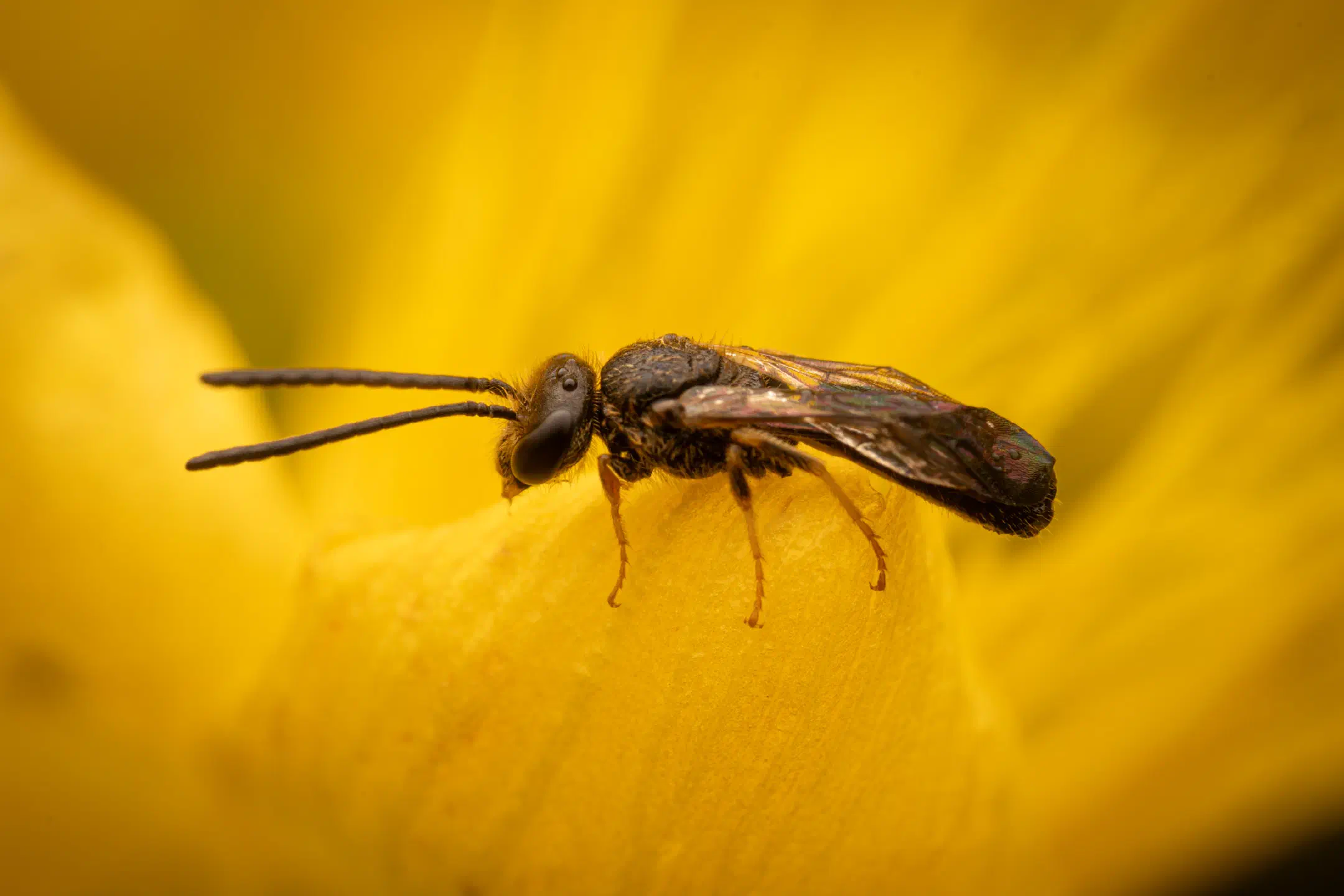 Bronze furrow bee | Bronze furrow bee
