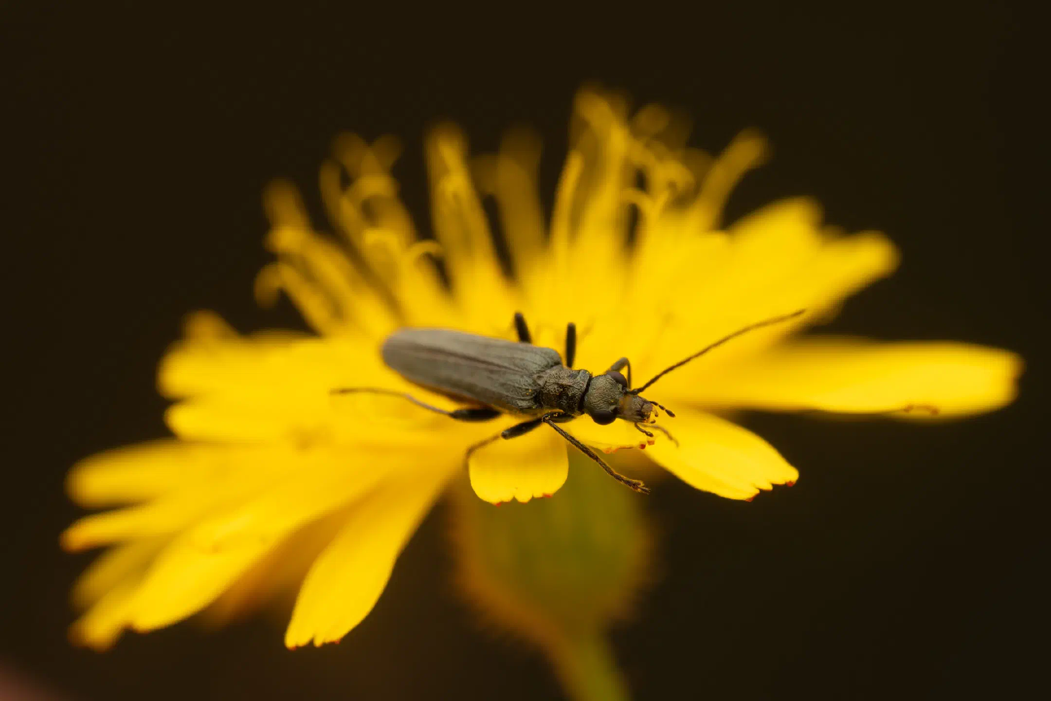 Greenish Oedemera | Greenish Oedemera