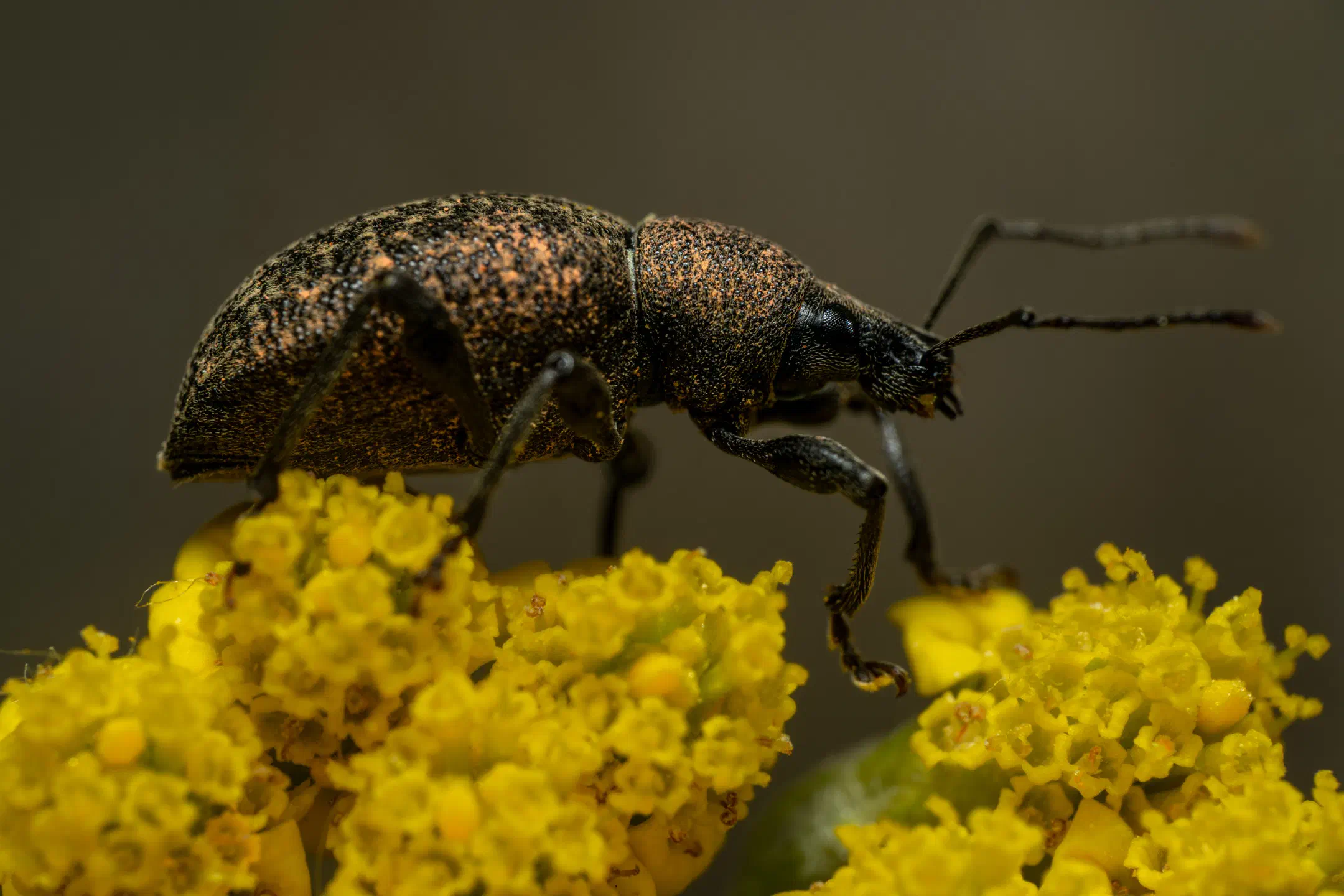 Black Vine Weevil | Black Vine Weevil