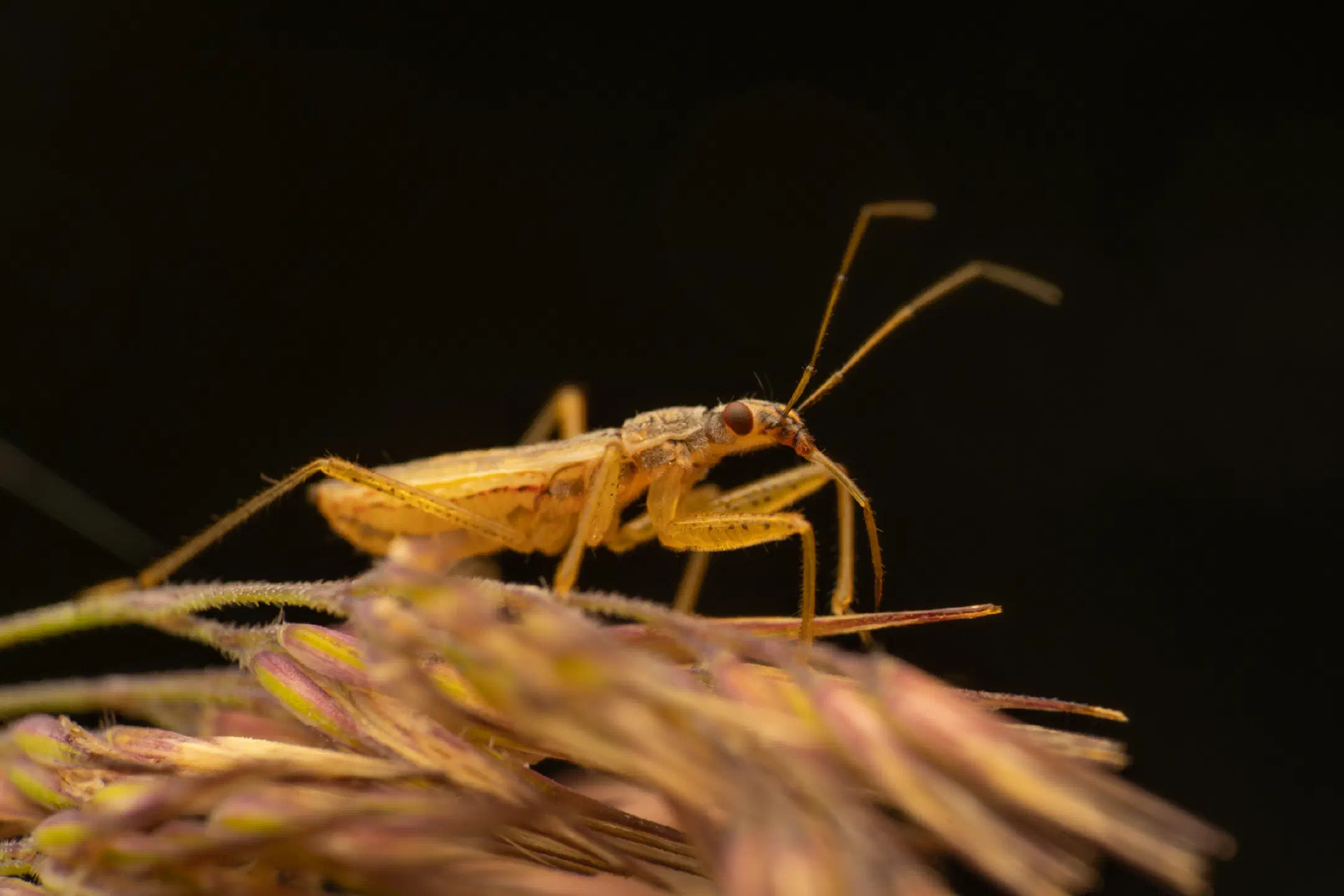 Marsh Damsel Bug | Marsh Damsel Bug