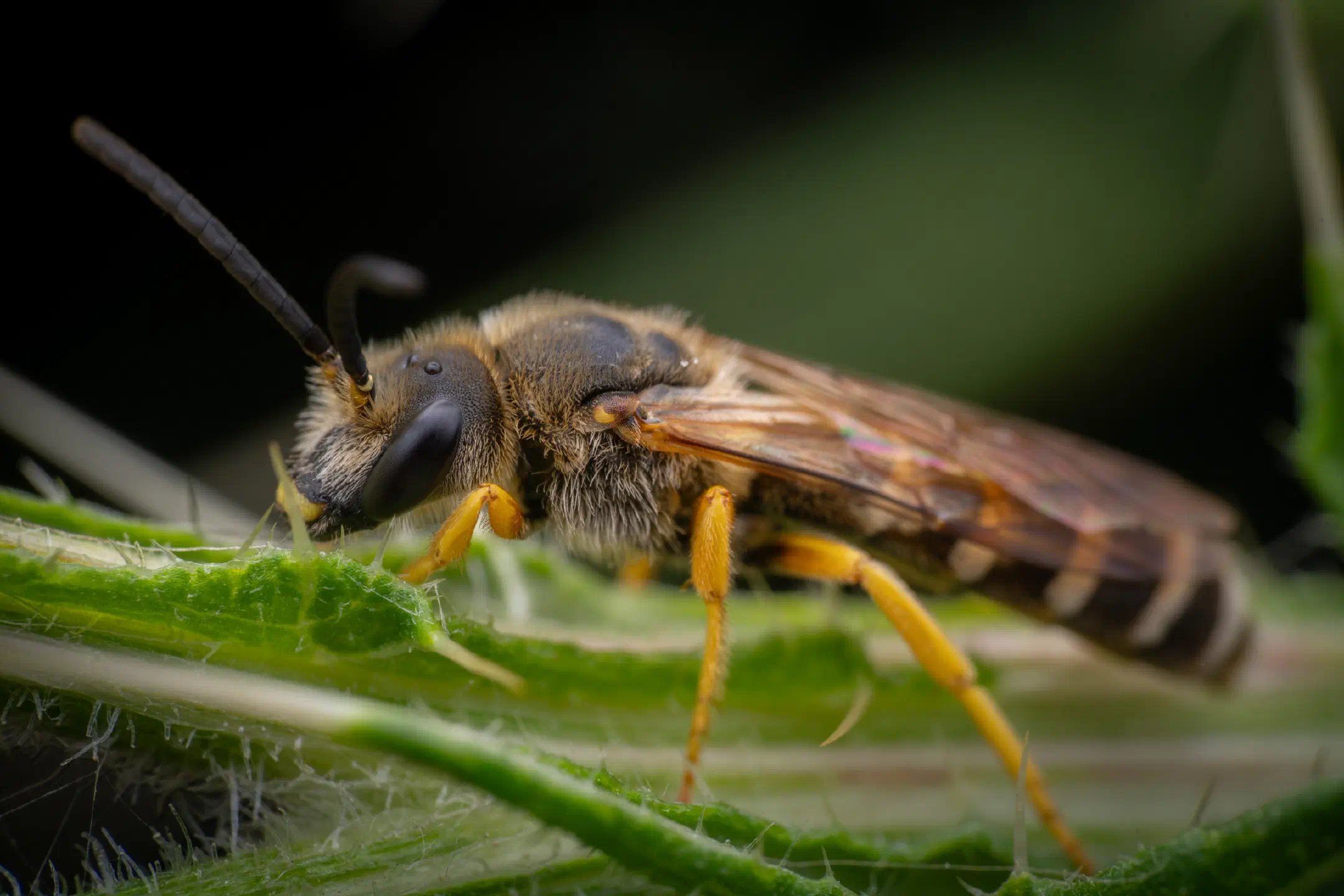 Sweat Bees | Sweat Bees