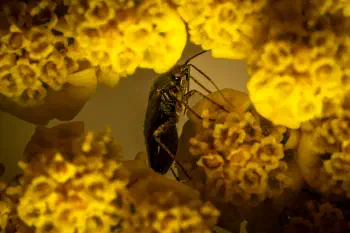 Deraeocoris lutescens