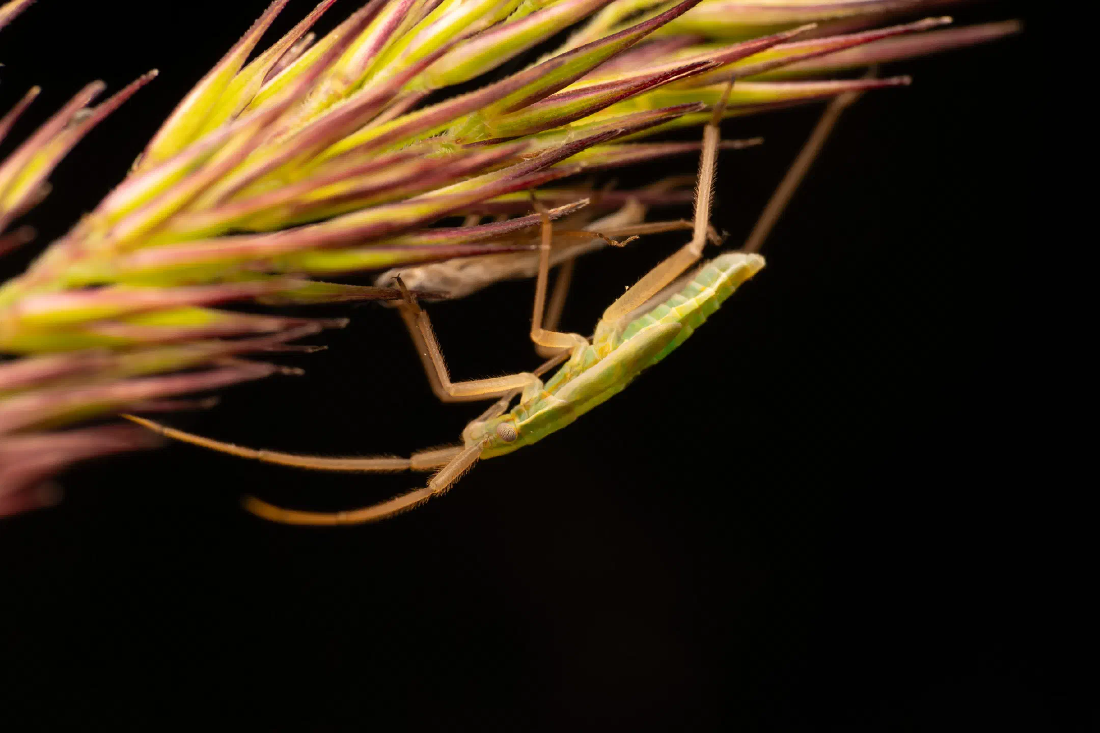 Megaloceroea recticornis | Megaloceroea recticornis