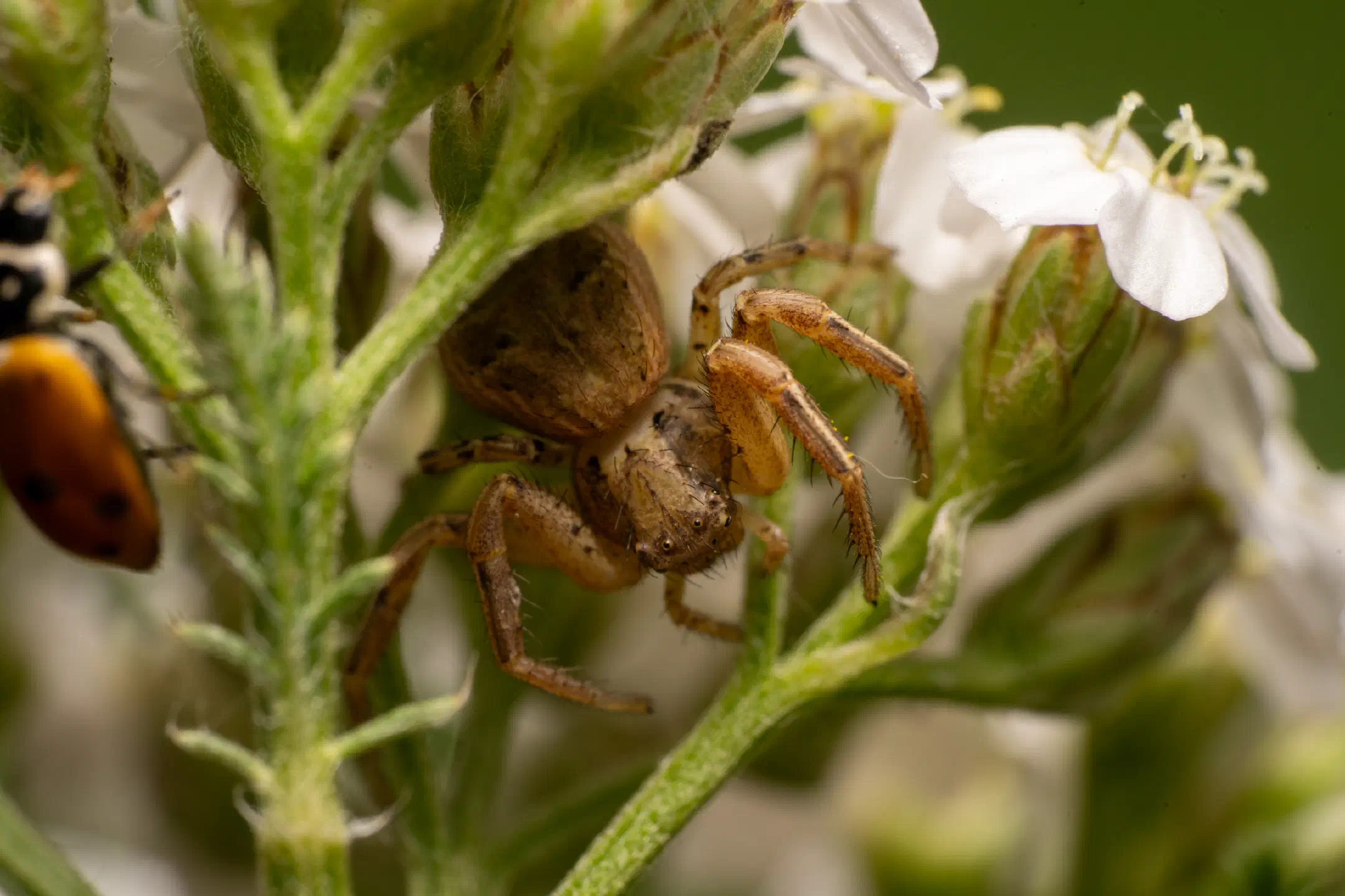 Common Crab Spider | Common Crab Spider