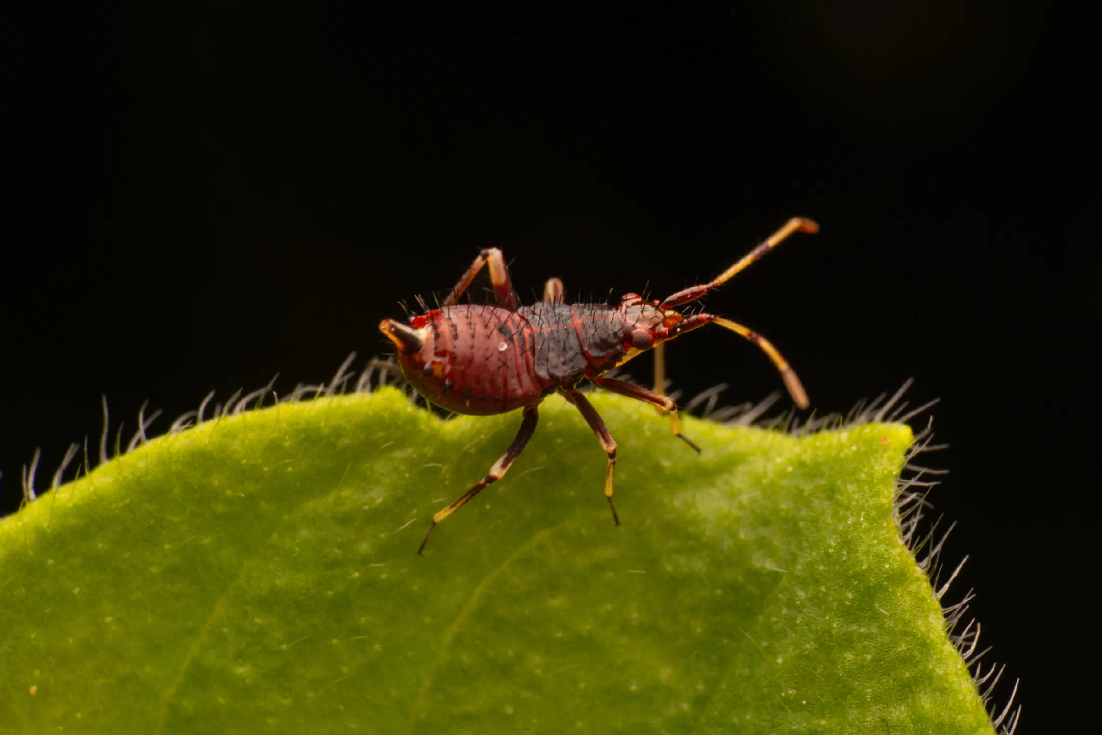 Damsel Bugs
