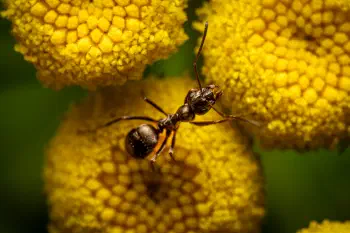 Wood, Mound, and Field Ants