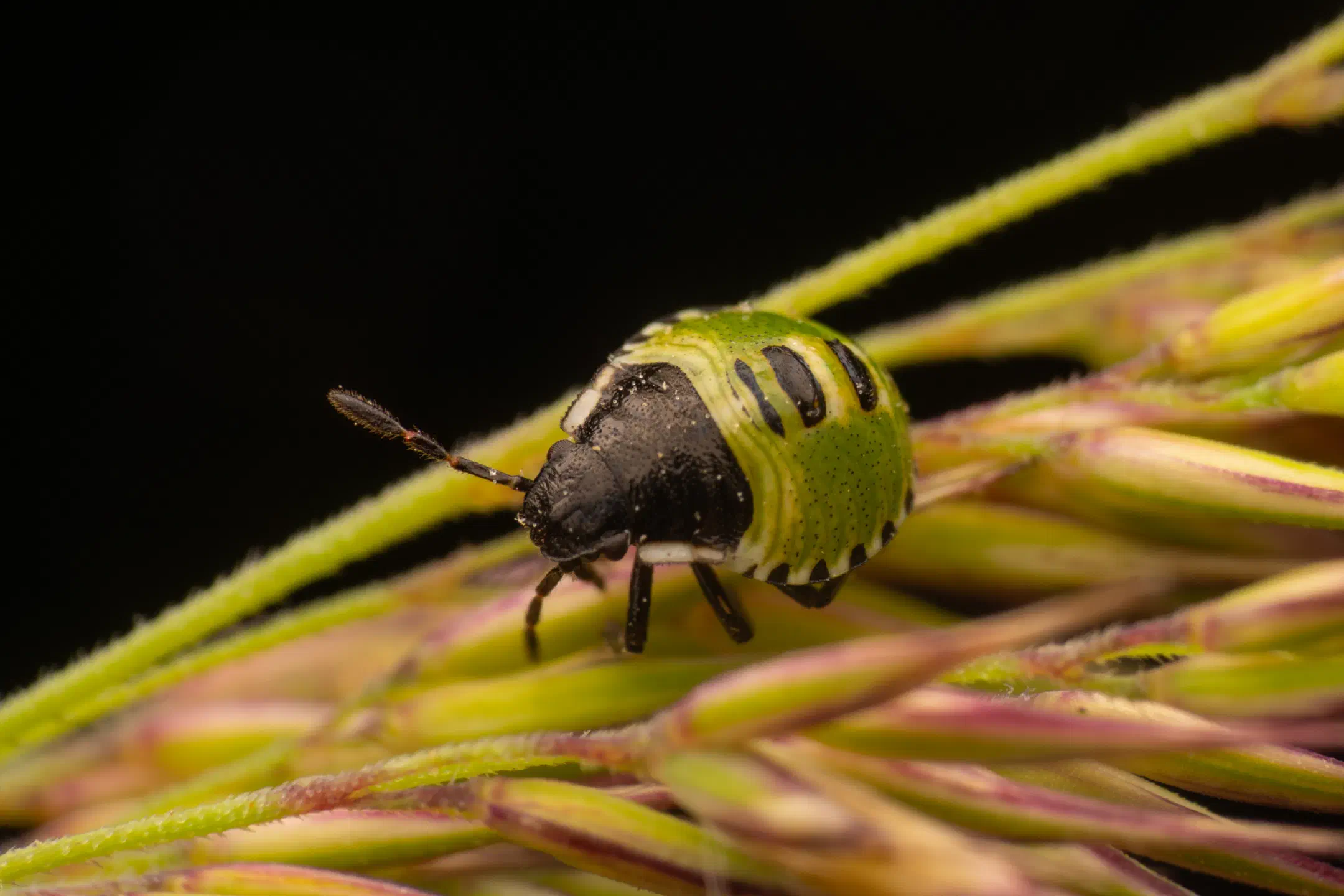 Green Shield Bug