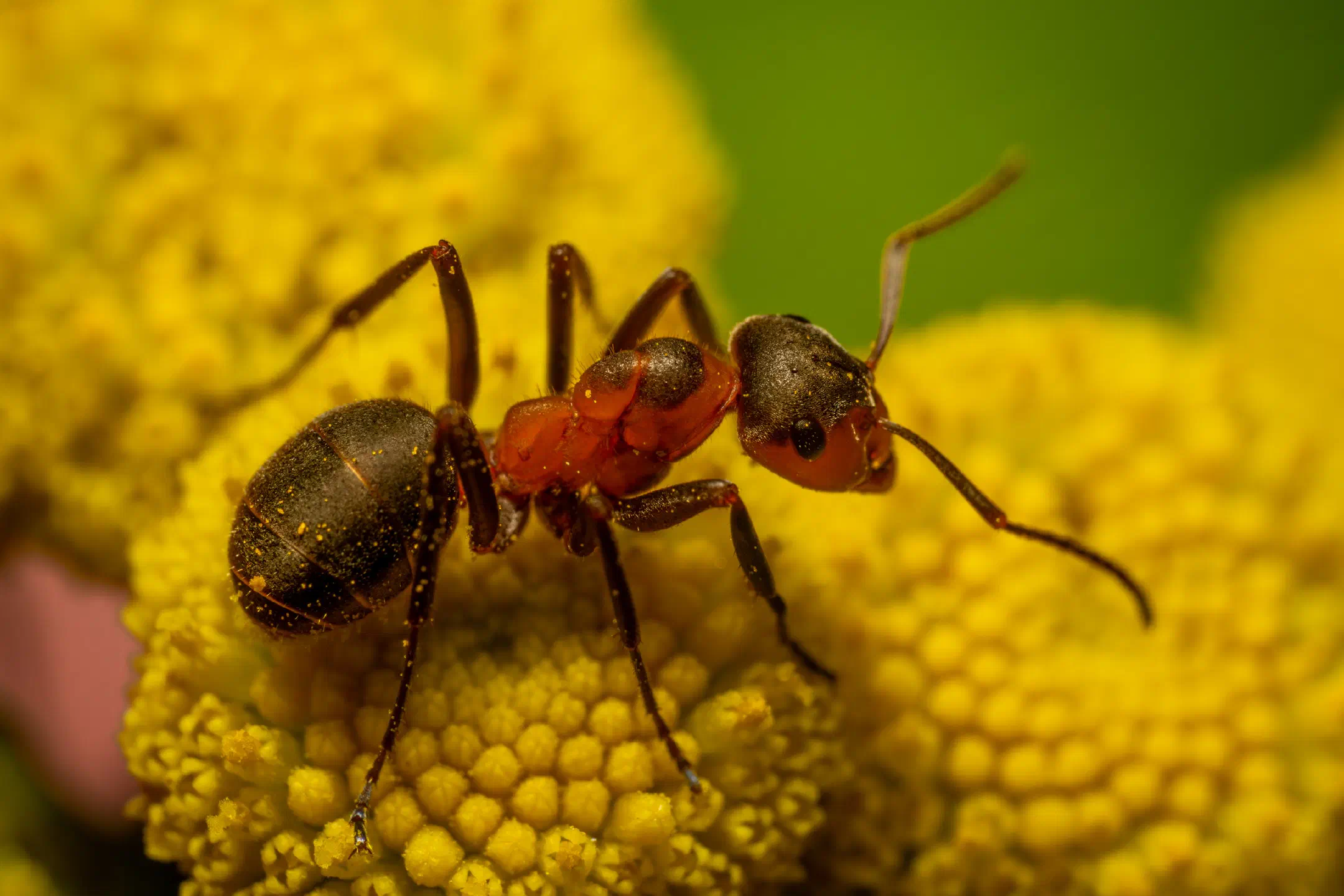 Black-backed meadow ant