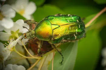 European Rose Chafer