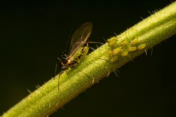 Rose Aphid