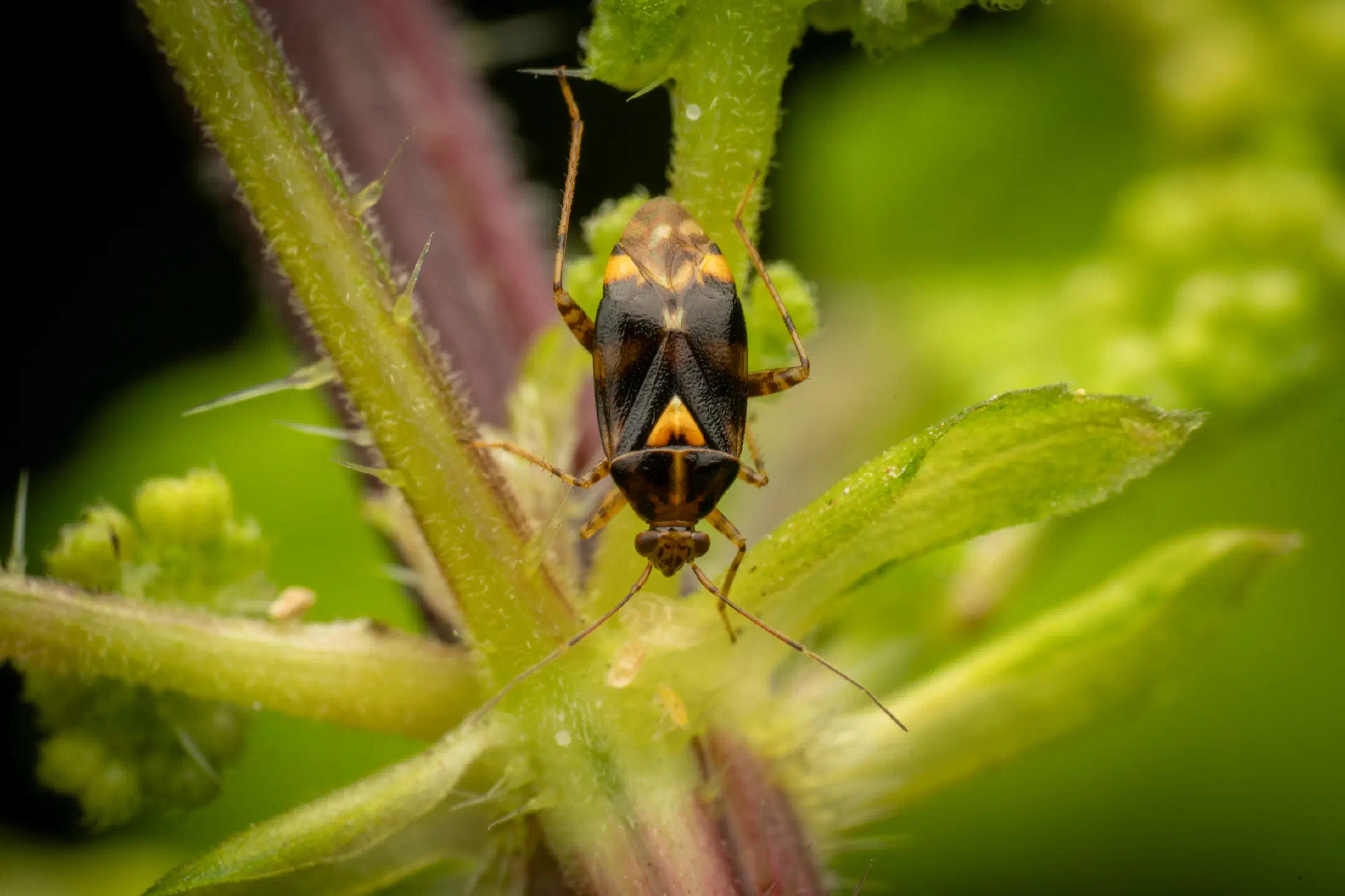 Three Spotted Nettle Bug | Three Spotted Nettle Bug