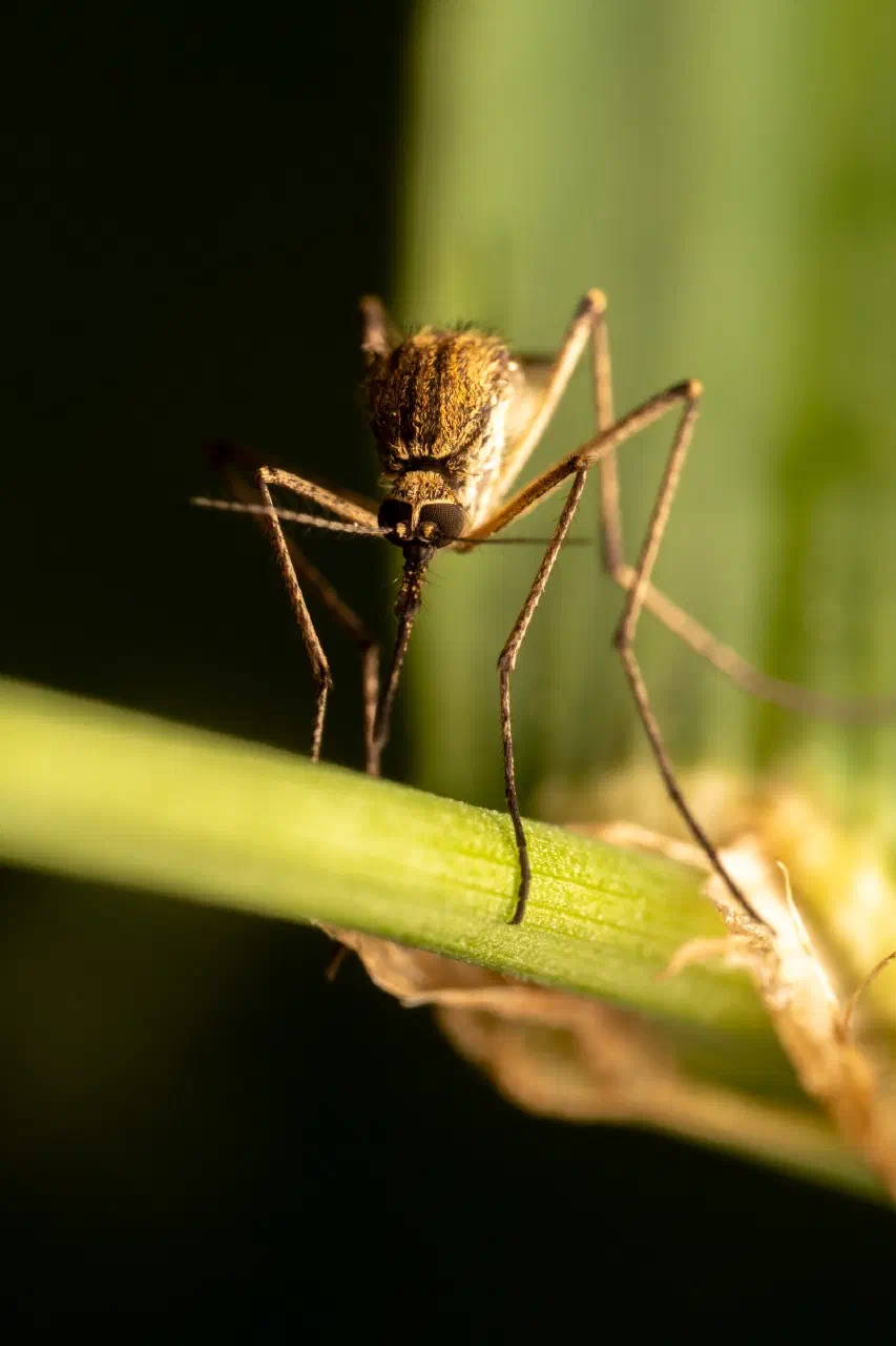 Mosquitoes