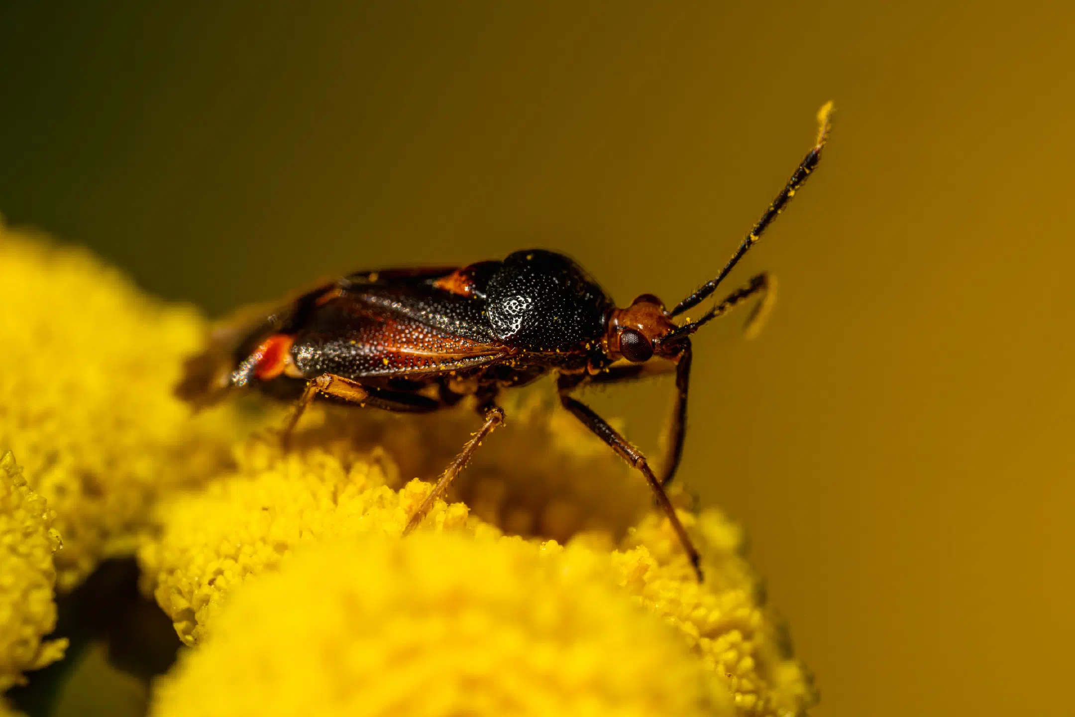 Red-spotted Plant Bug | Red-spotted Plant Bug