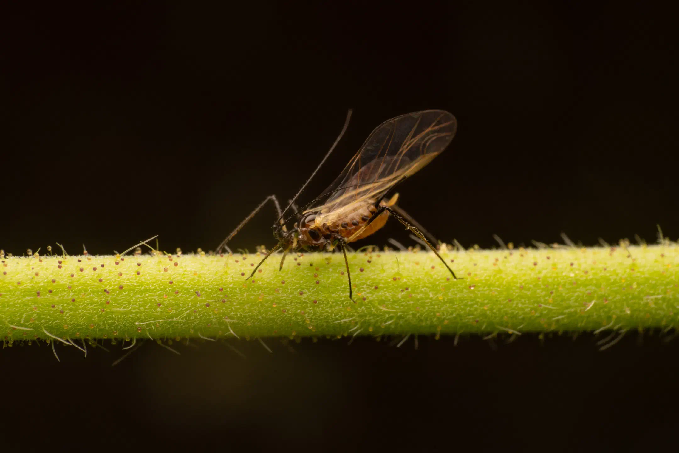 Rose Aphid