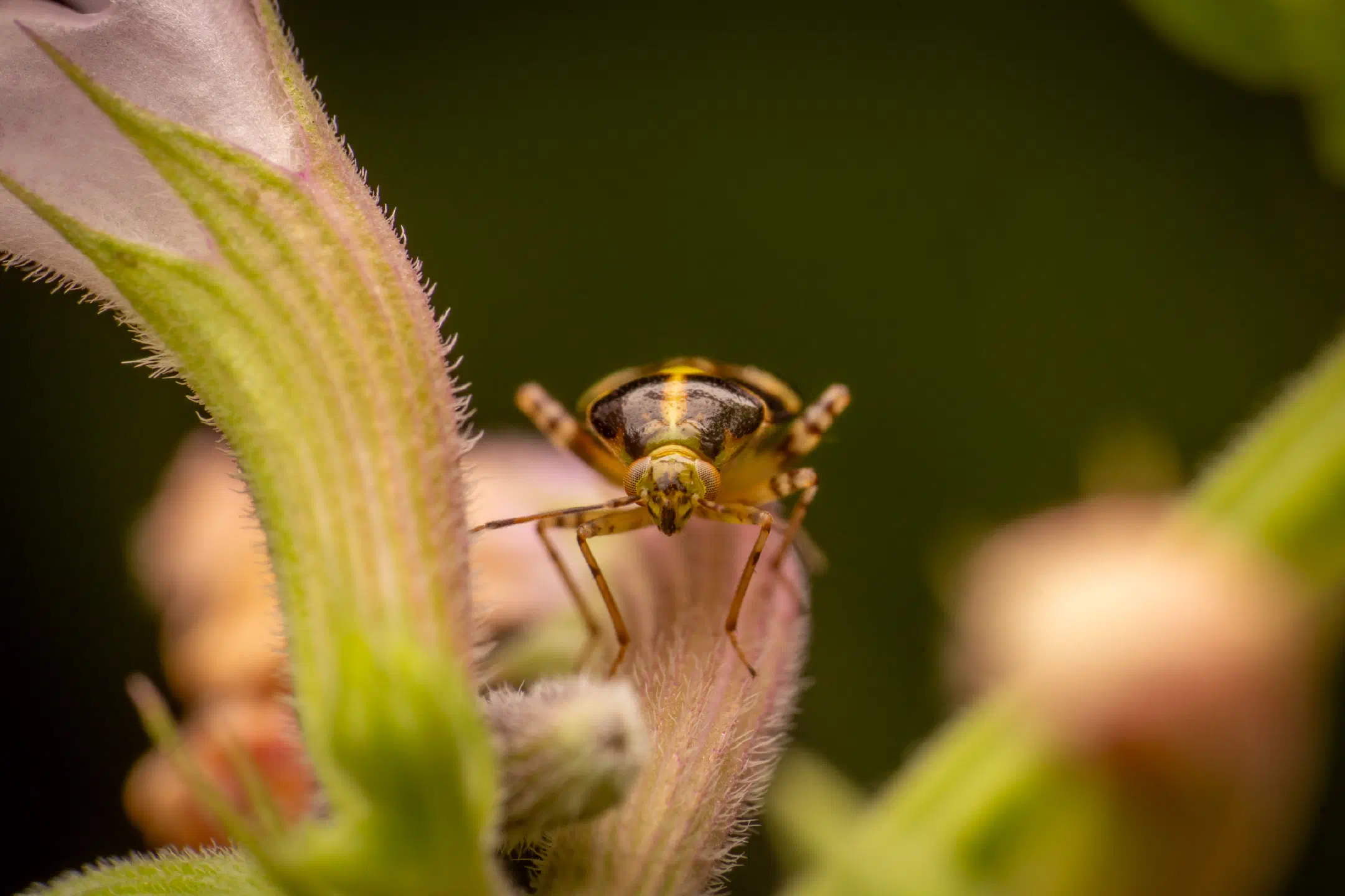 Three Spotted Nettle Bug | Three Spotted Nettle Bug