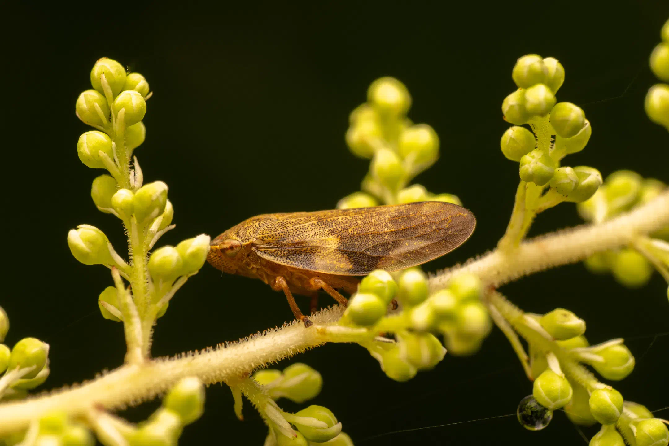 Alder Spittlebug | Alder Spittlebug