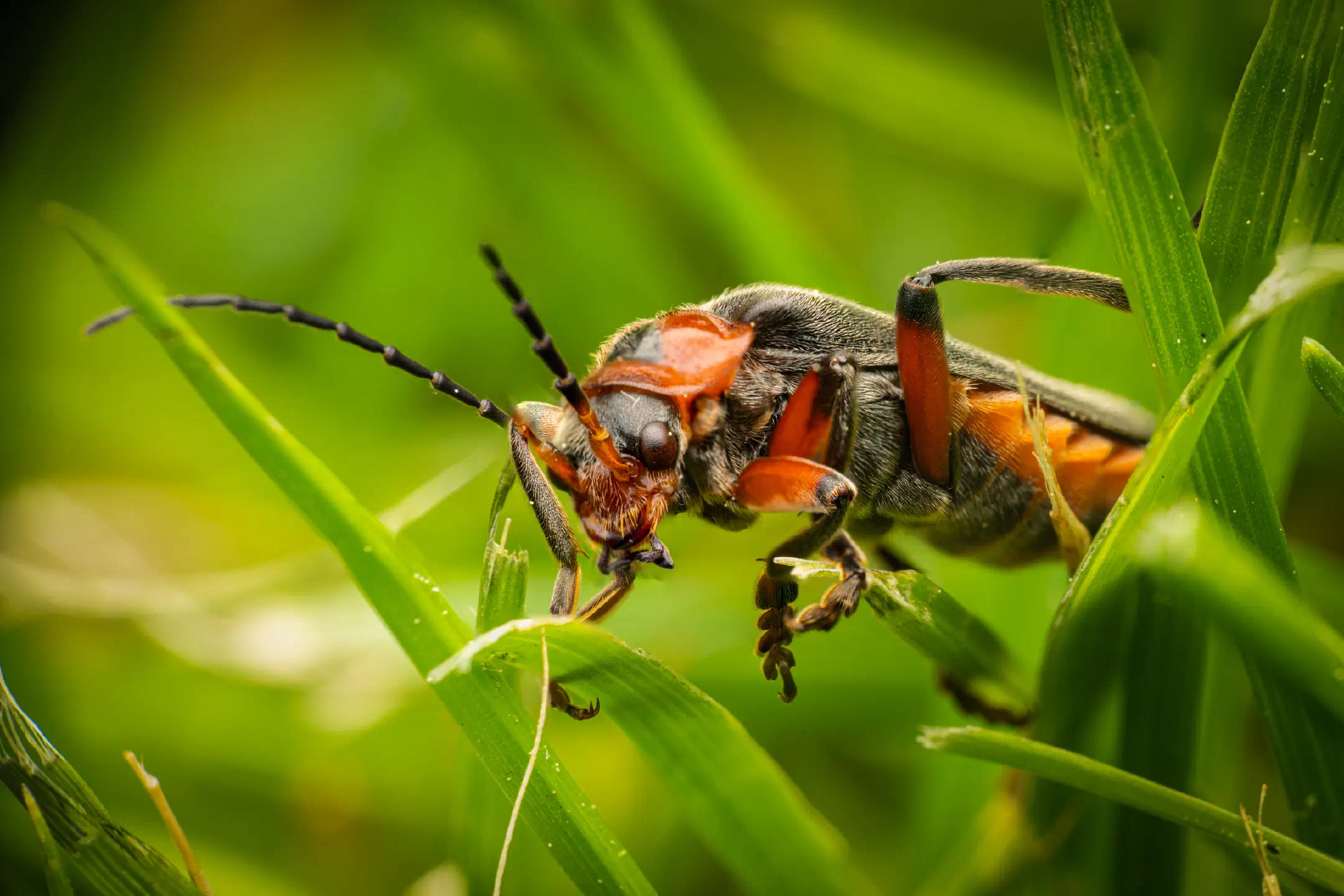 Rustic Sailor Beetle
