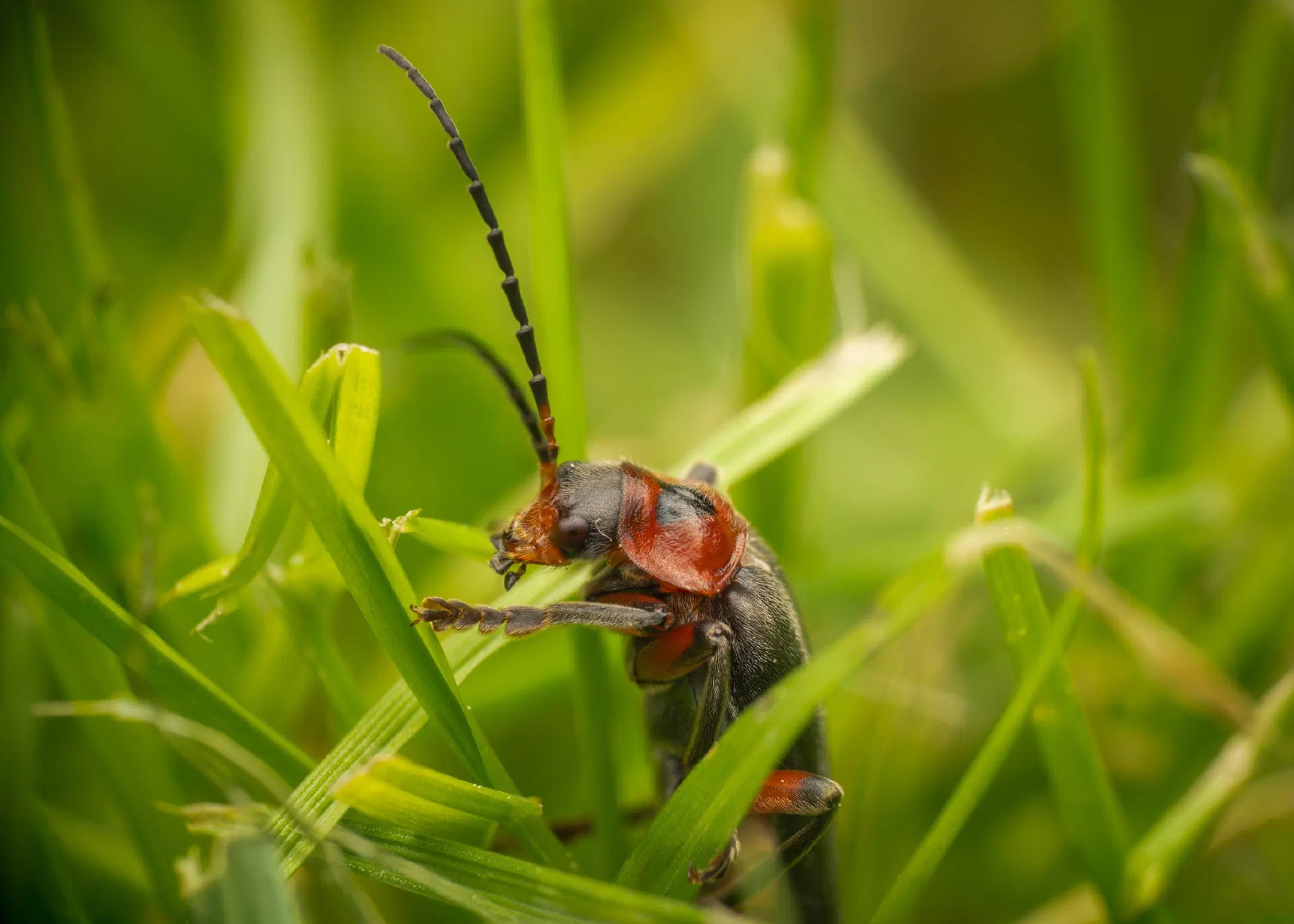 Rustic Sailor Beetle | Rustic Sailor Beetle