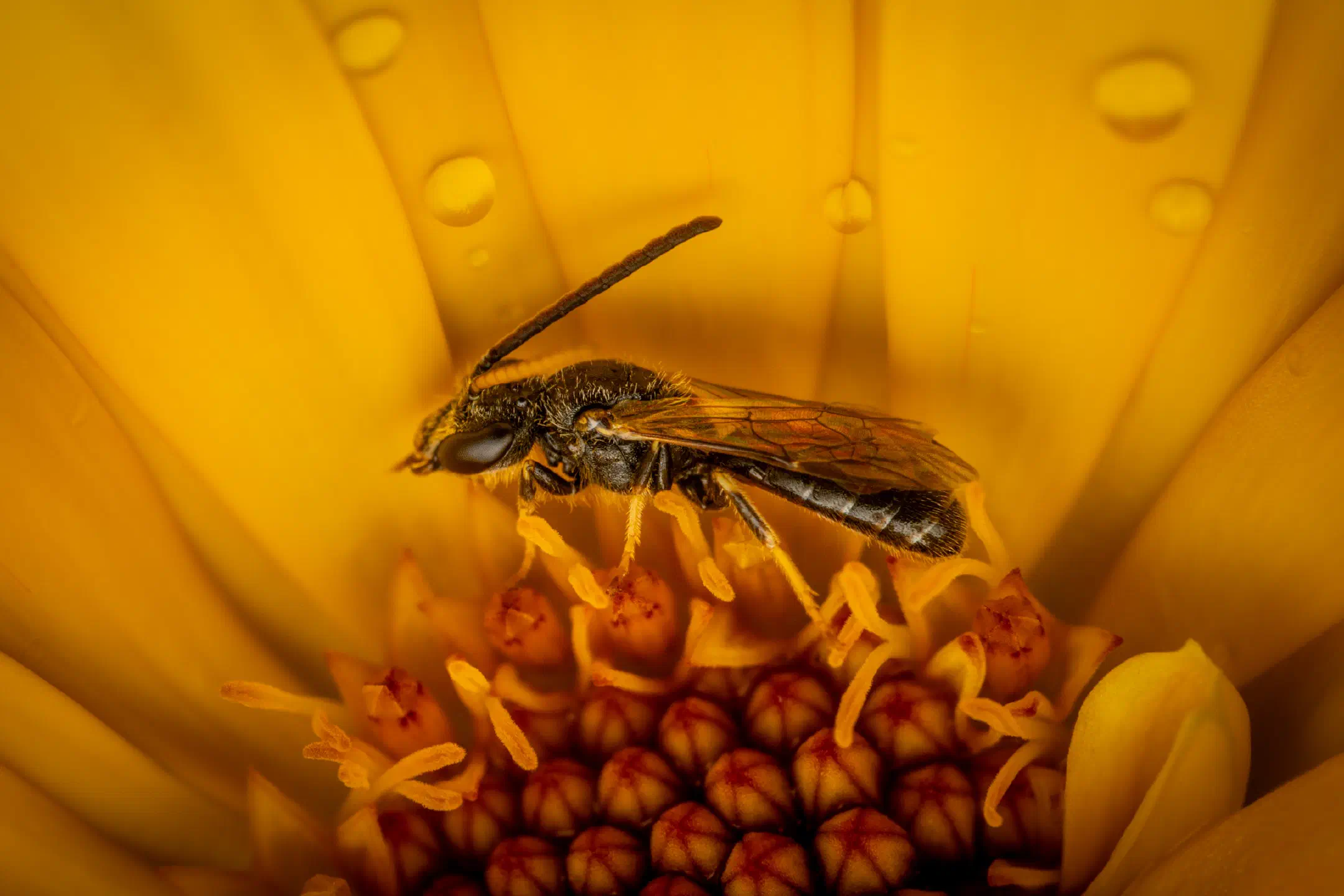 Sharp-collared Furrow Bee