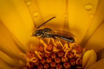 Sharp-collared Furrow Bee