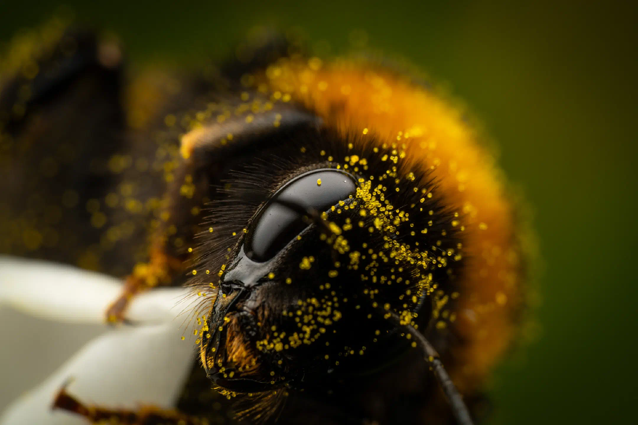 Garden Bumble Bee | Garden Bumble Bee