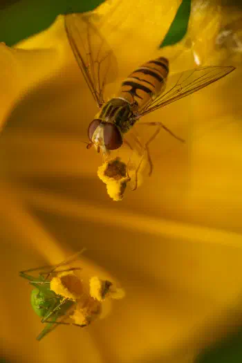 Common Green Capsid