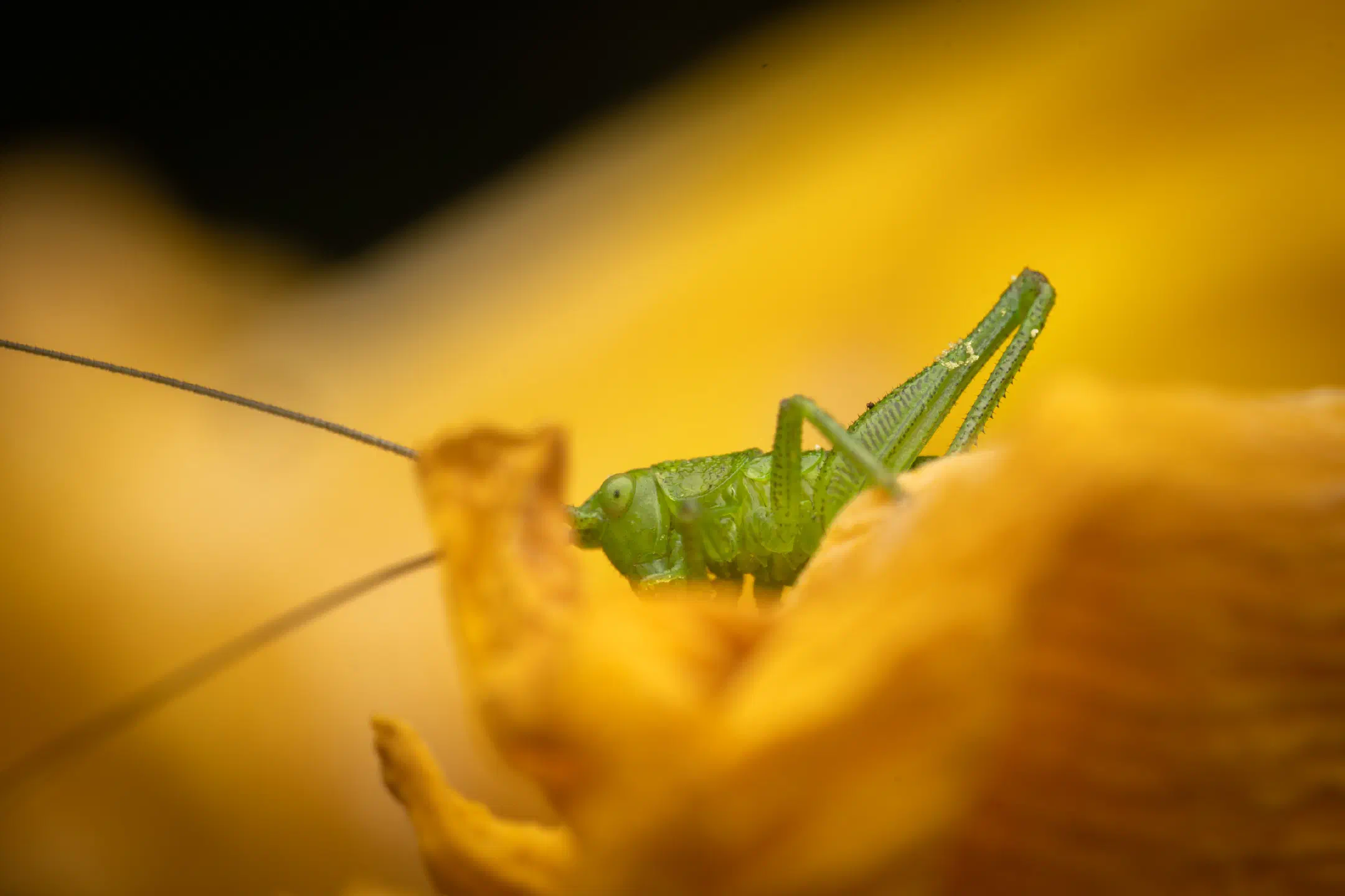 Tettigonia